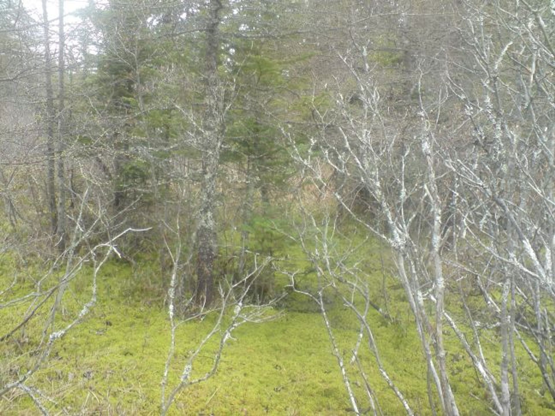 Земля в Caribou Marsh, Nova Scotia 10116429