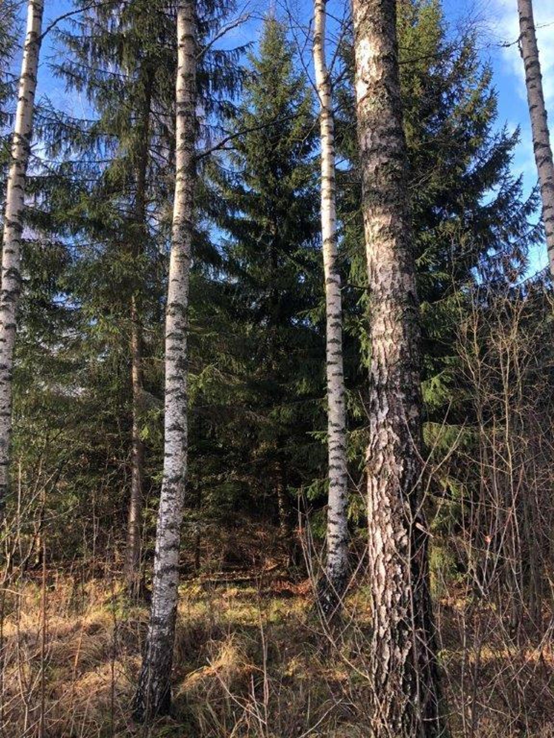 Land in Valmiera,  10116447