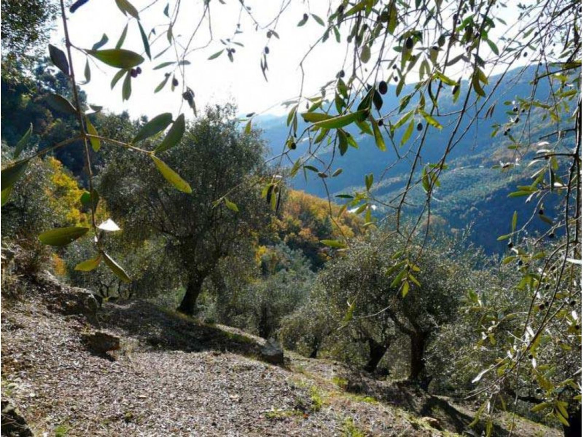 casa en Dolceacqua, Liguria 10116494