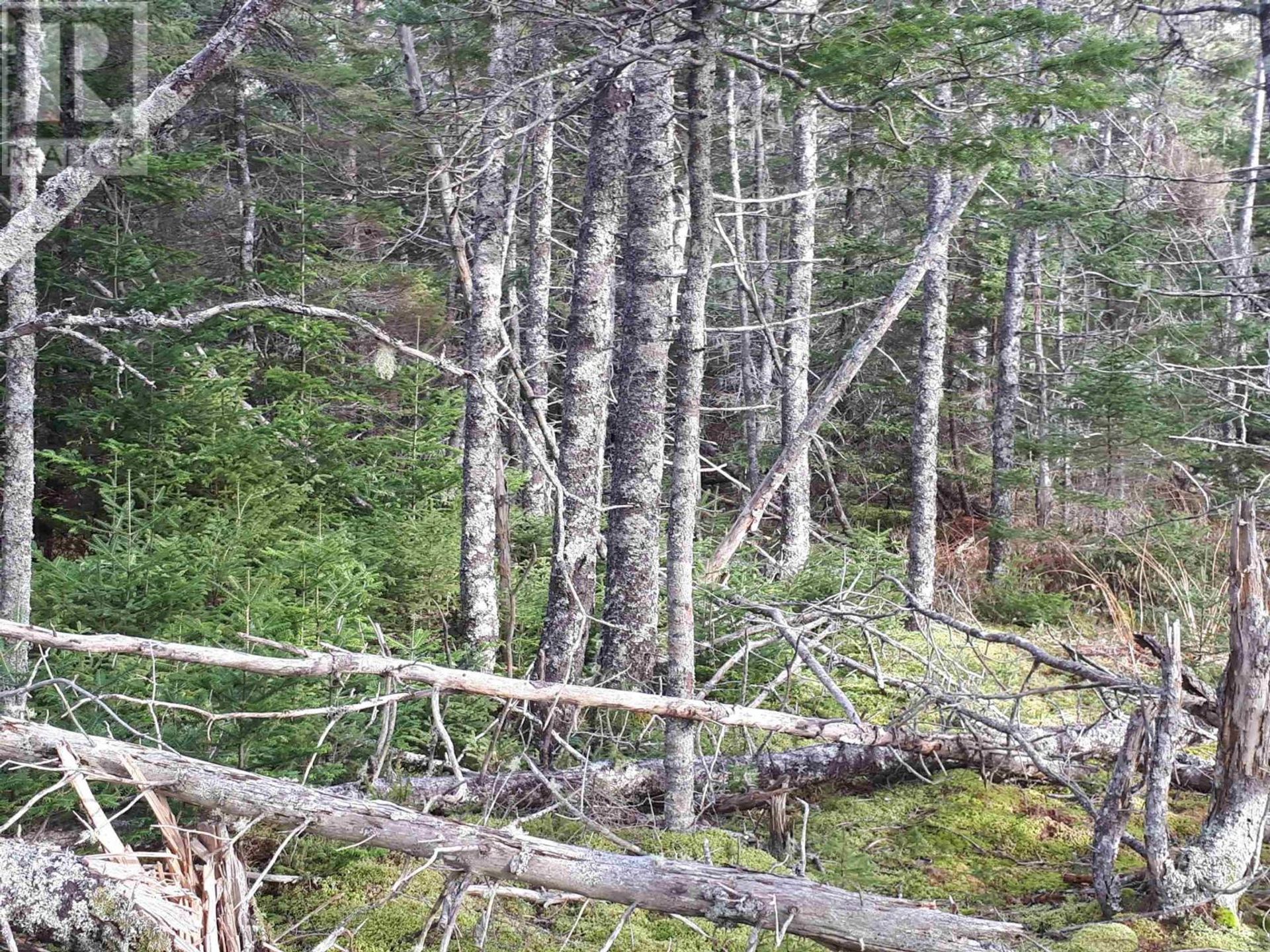 Земля в Baddeck, Nova Scotia 10126886