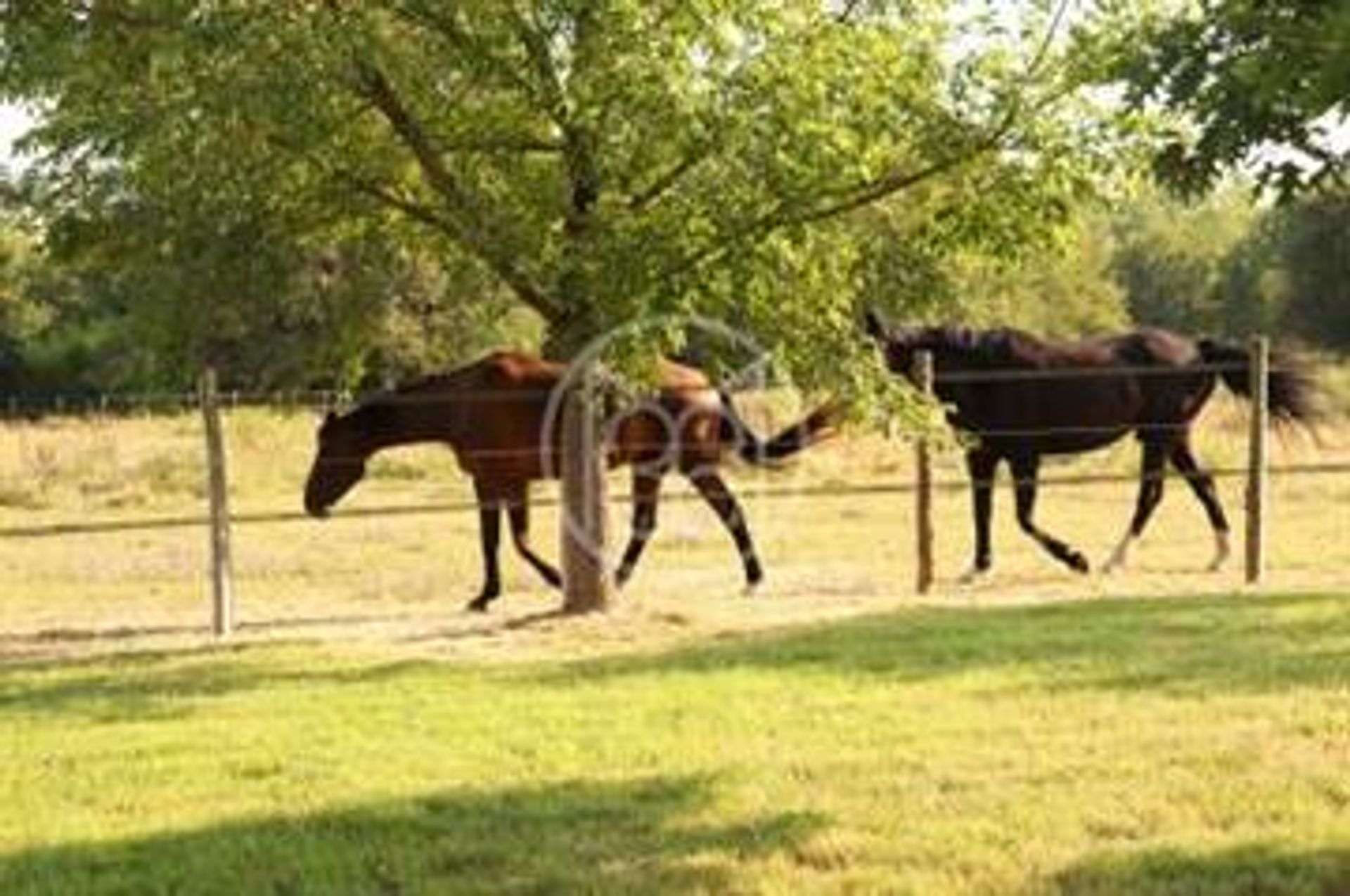 Huis in Montpon-Ménestérol, Nouvelle-Aquitaine 10133672