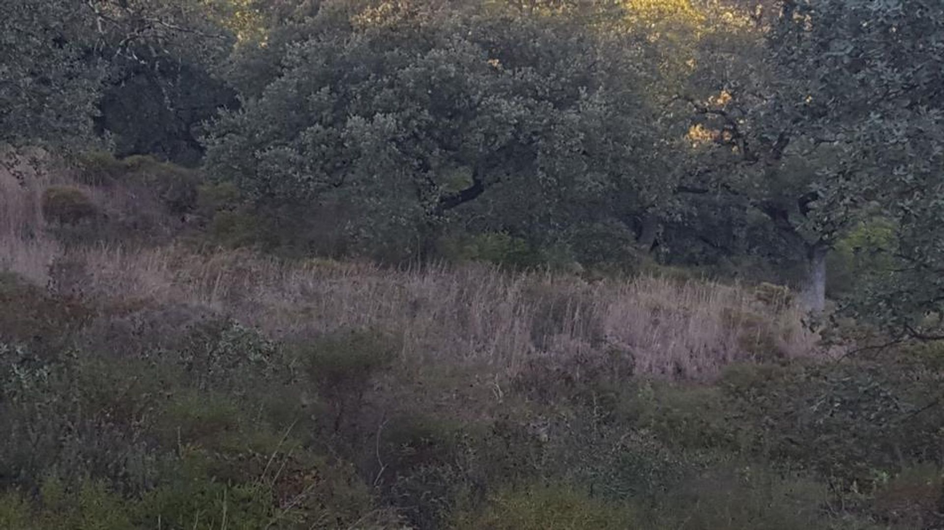 ארץ ב Rossio ao Sul do Tejo, סנטארם 10134221