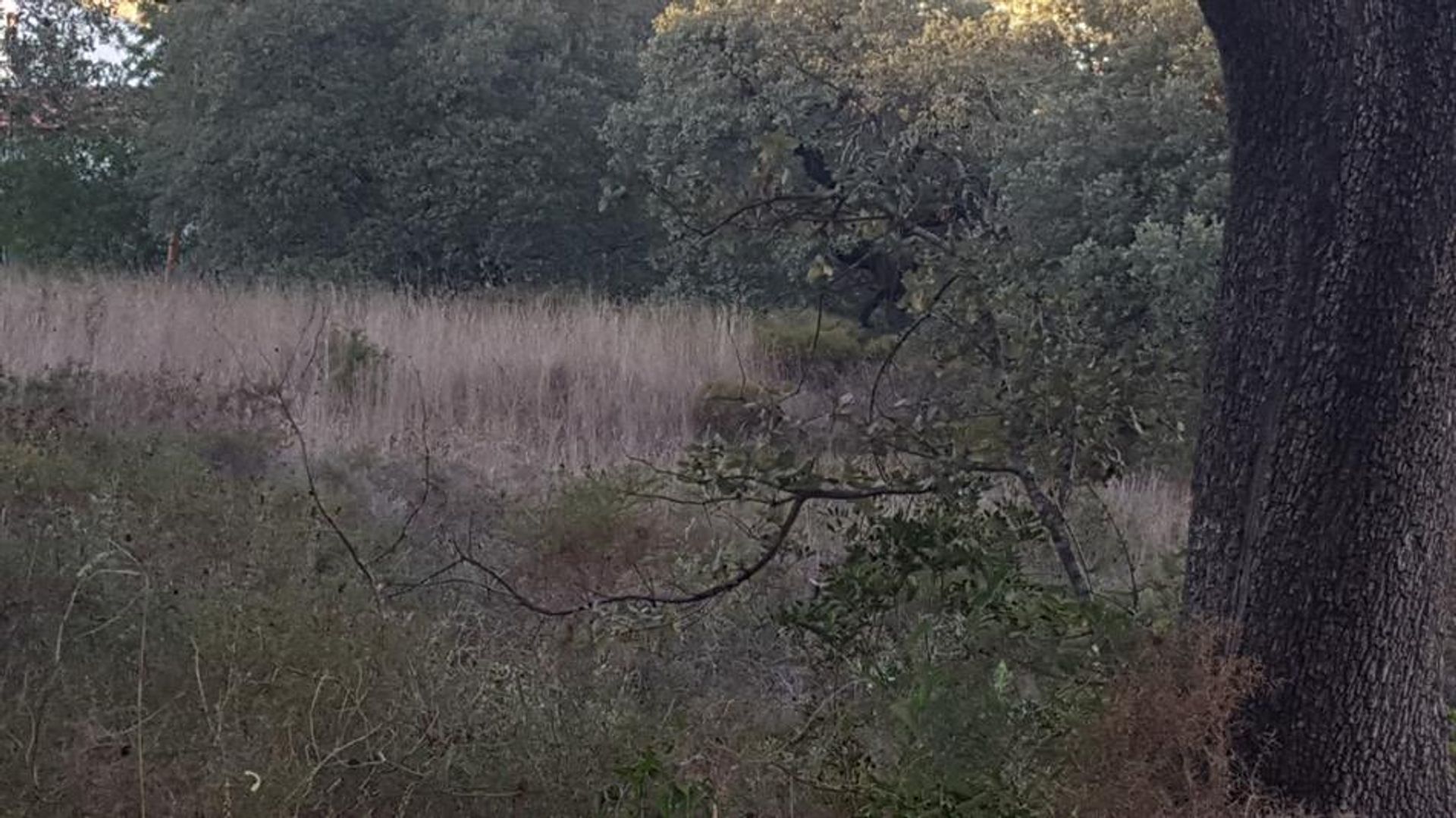 Land im Rossio ao Sul do Tejo, Santarem 10134221