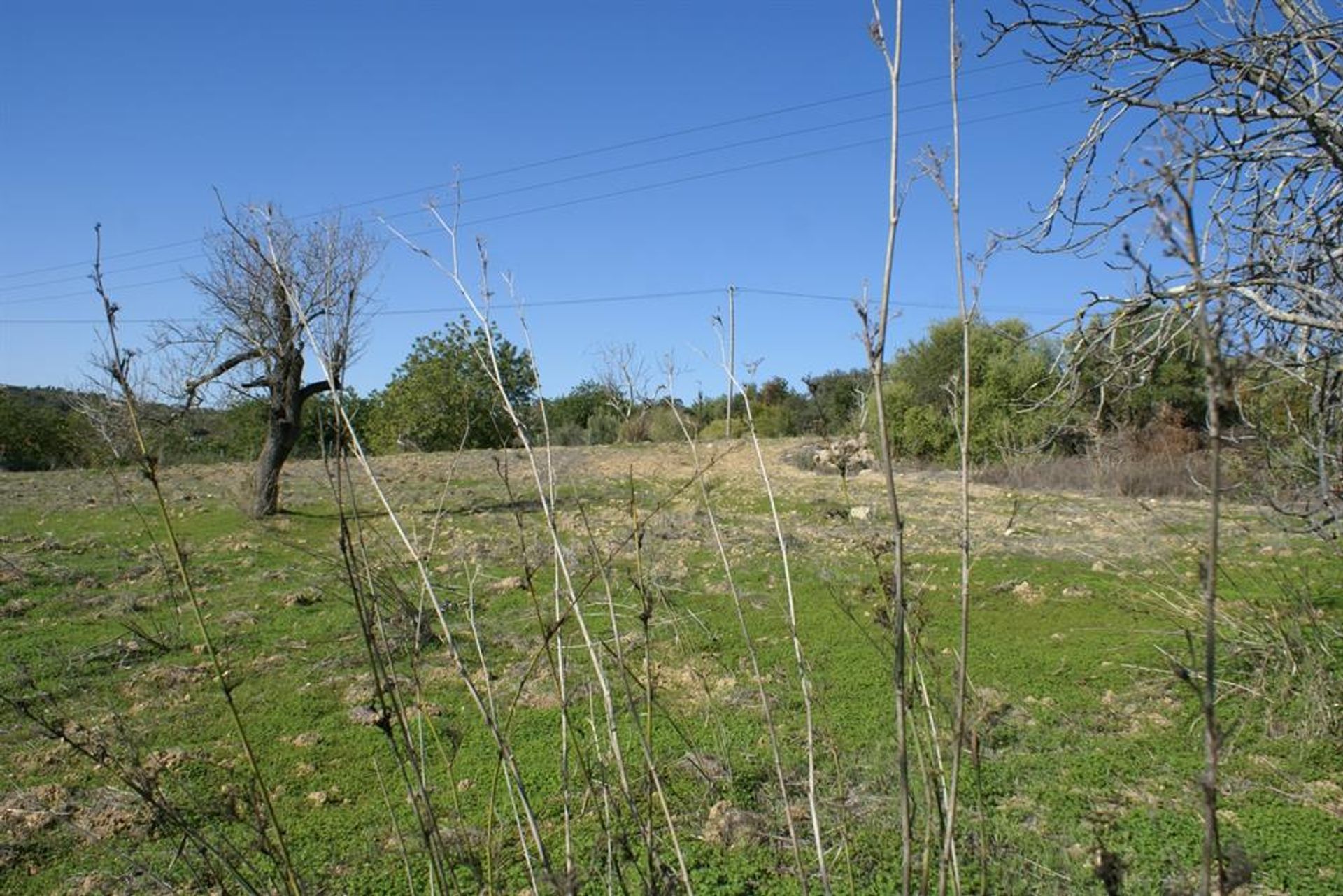 Land im Rossio ao Sul do Tejo, Santarem 10134224