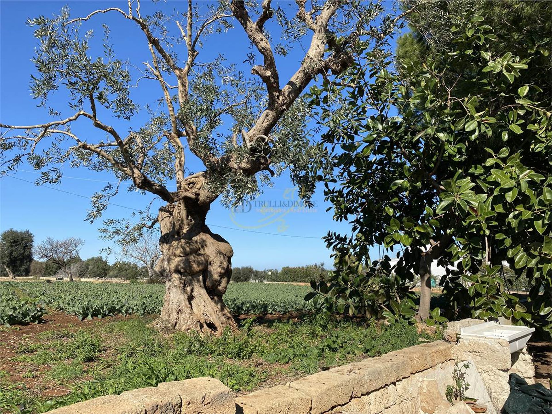 집 에 Fasano, Apulia 10139421