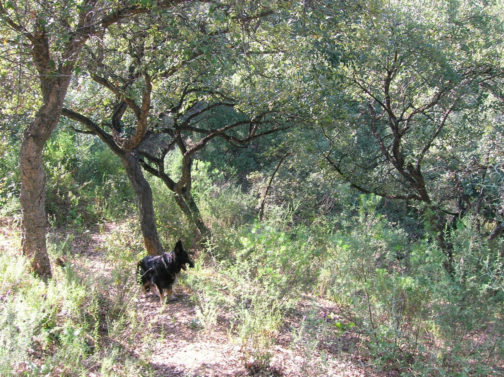 Maa sisään Las Lagunas, Andalusia 10141053