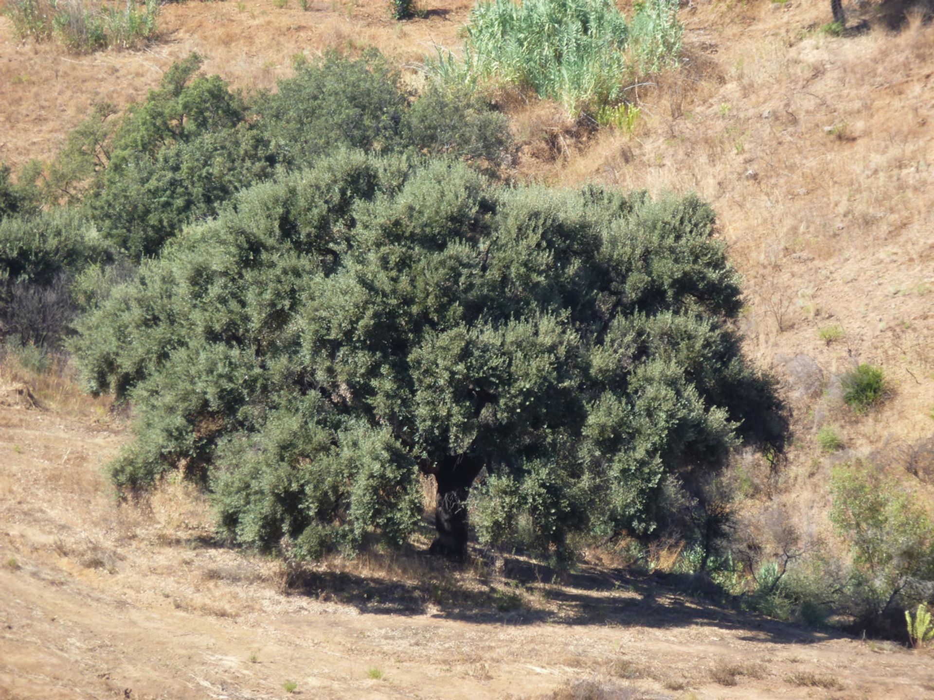 Maa sisään Las Lagunas, Andalusia 10141053