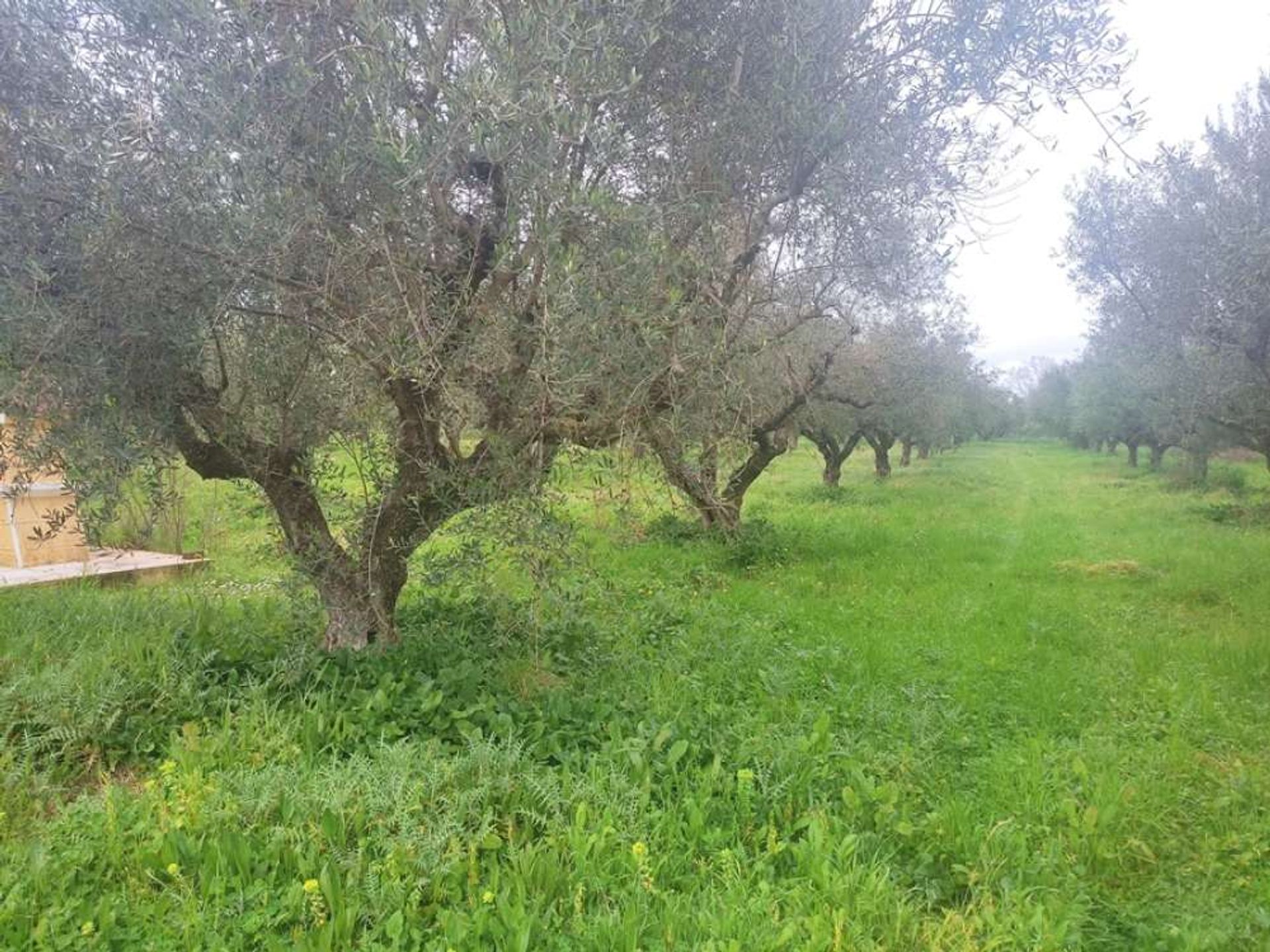 ארץ ב בוצ'אלי, יוניה ניסיה 10145910