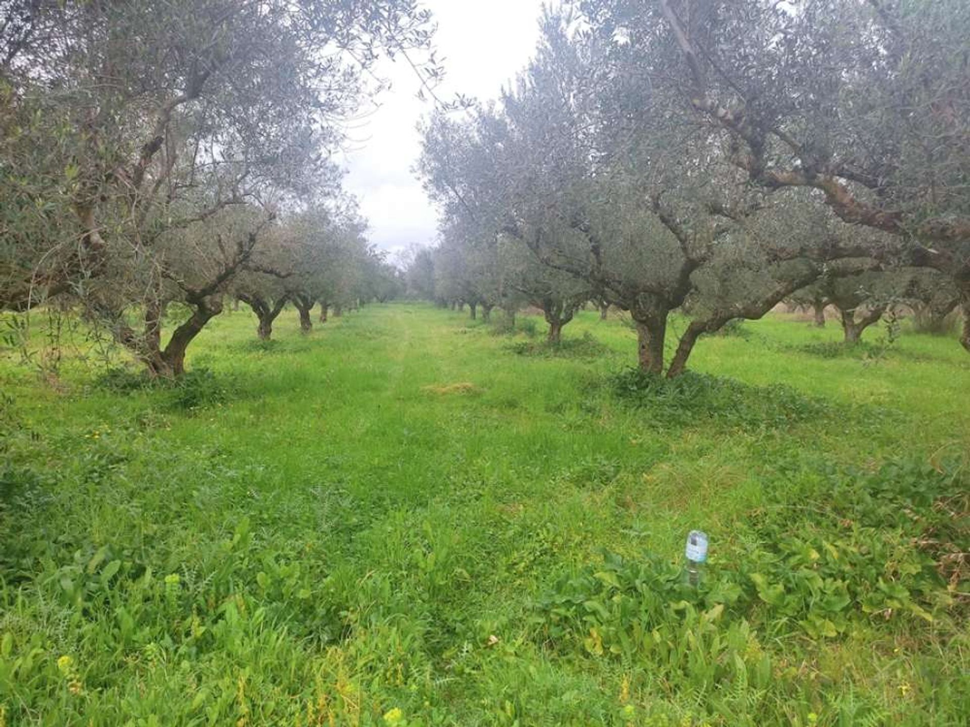 ארץ ב בוצ'אלי, יוניה ניסיה 10145910