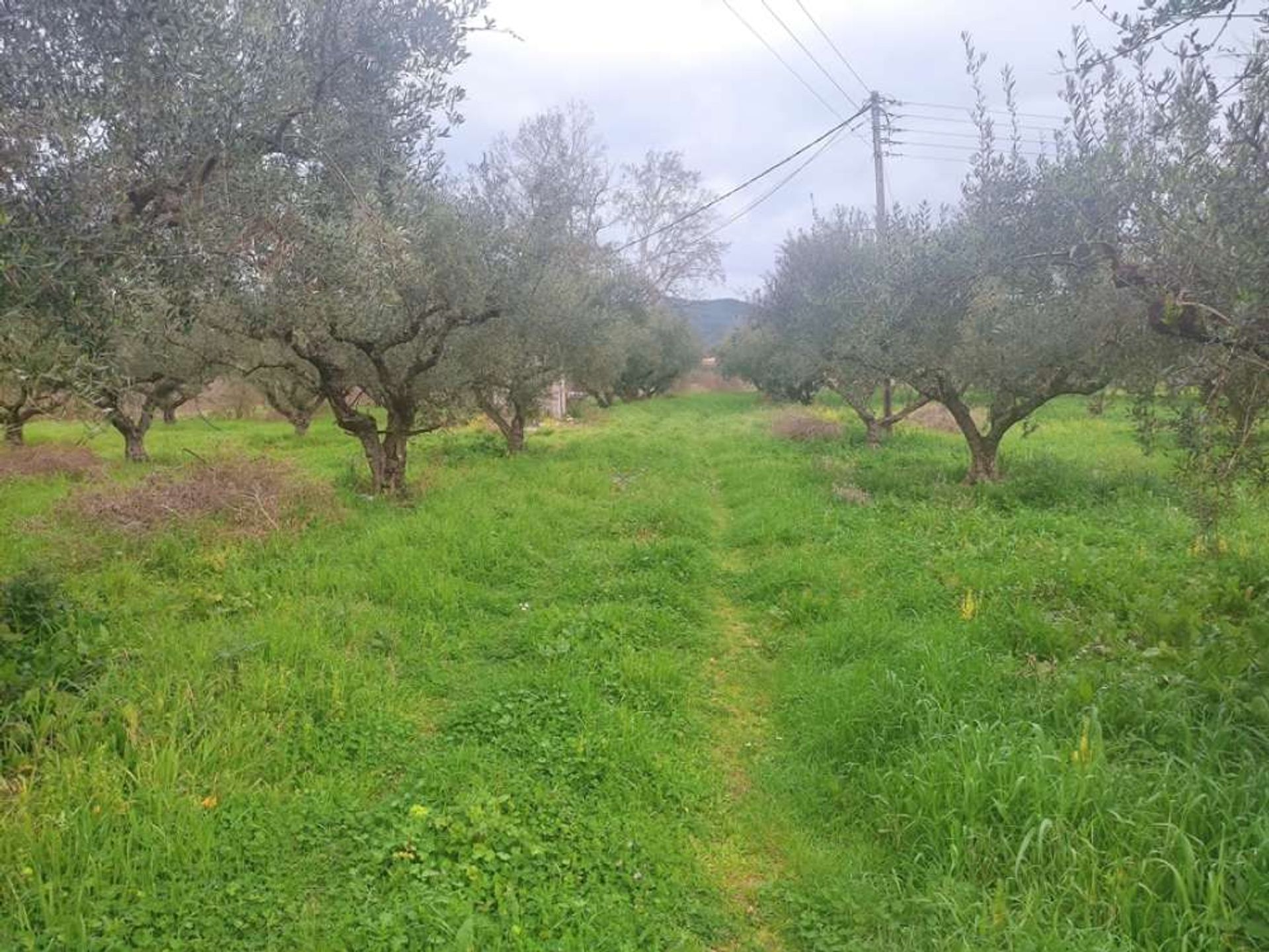 ארץ ב בוצ'אלי, יוניה ניסיה 10145910