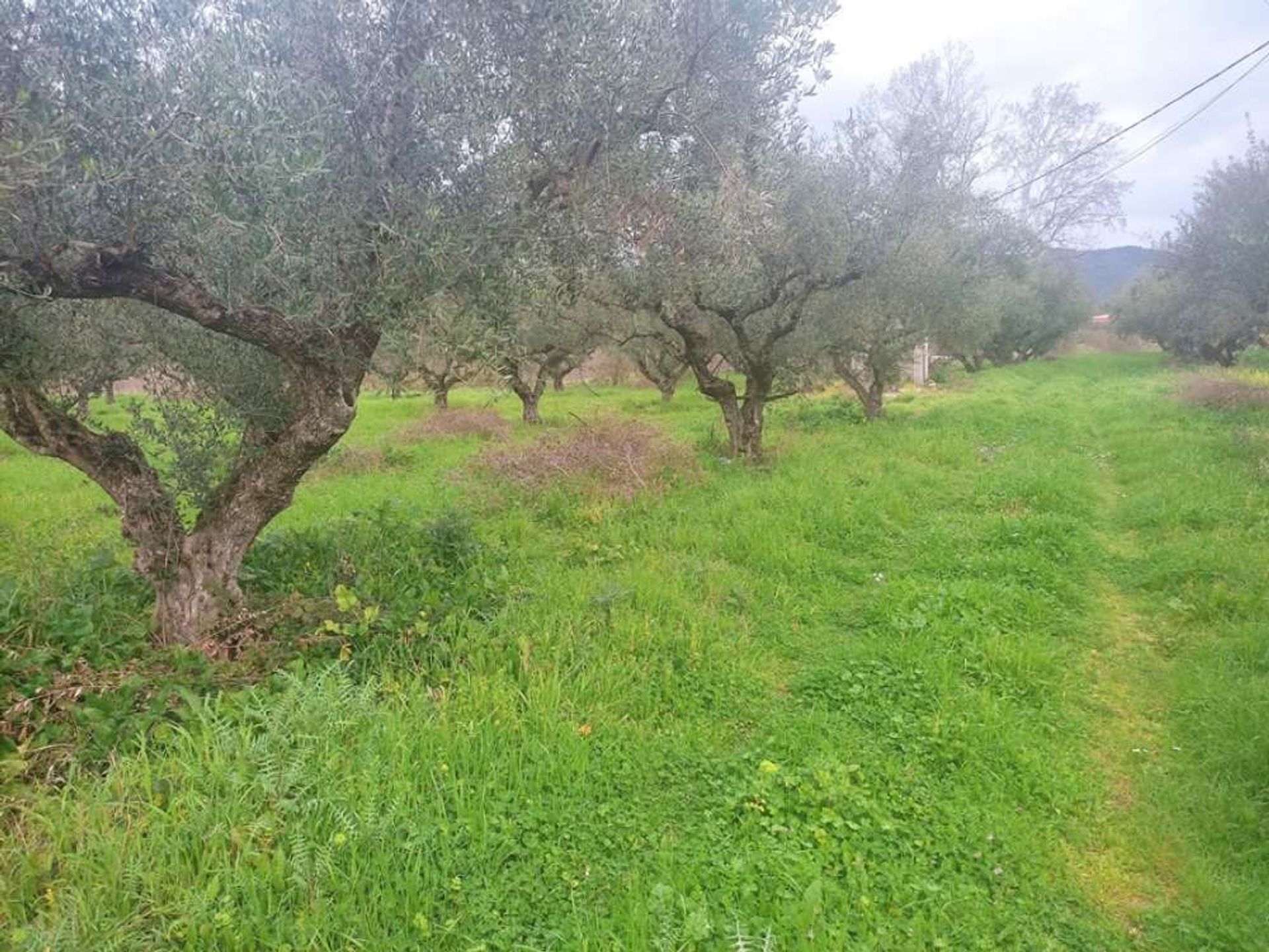 ארץ ב בוצ'אלי, יוניה ניסיה 10145910