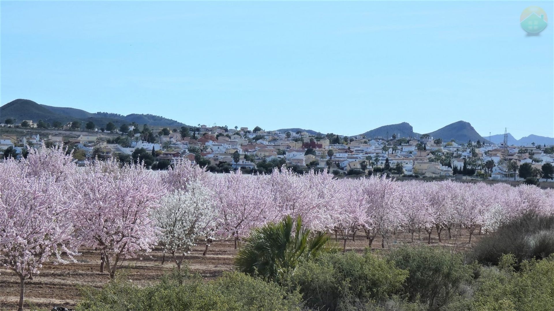 Dom w , Región de Murcia 10146393