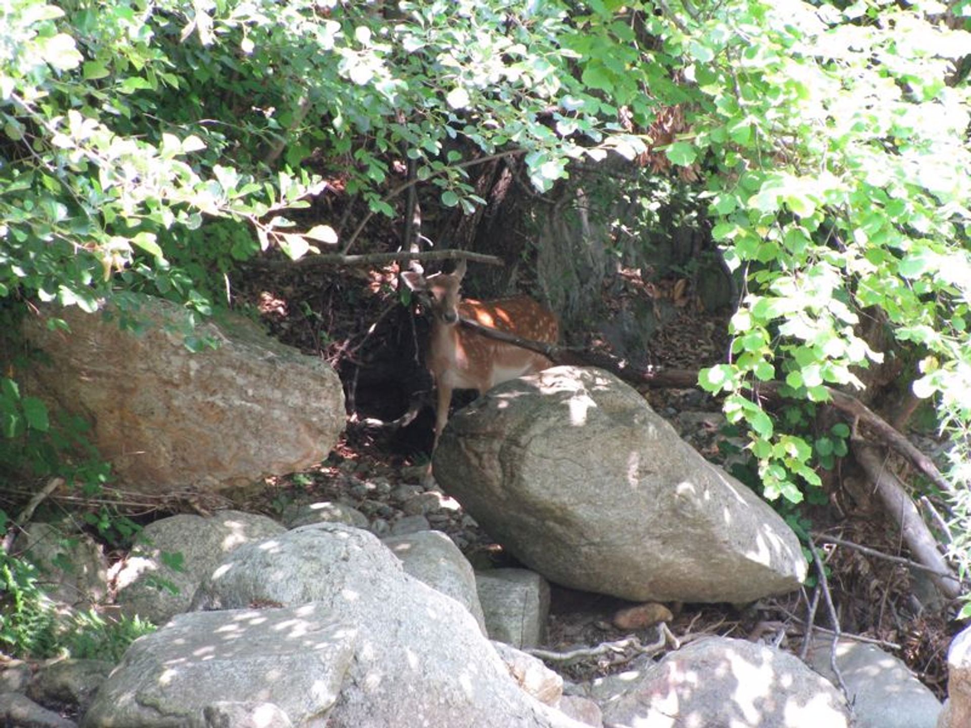 Hus i Maureillas-las-Illas, Occitanie 10151982