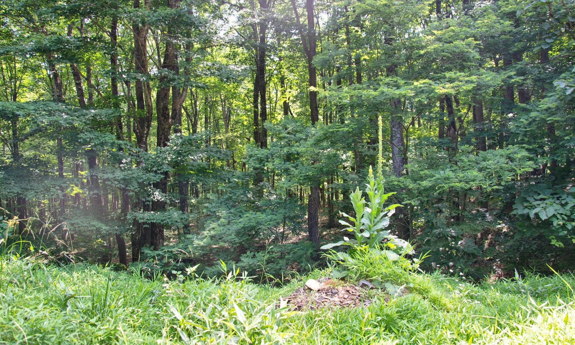 सम्मिलित में बाल्डविन, उत्तरी केरोलिना 10157110