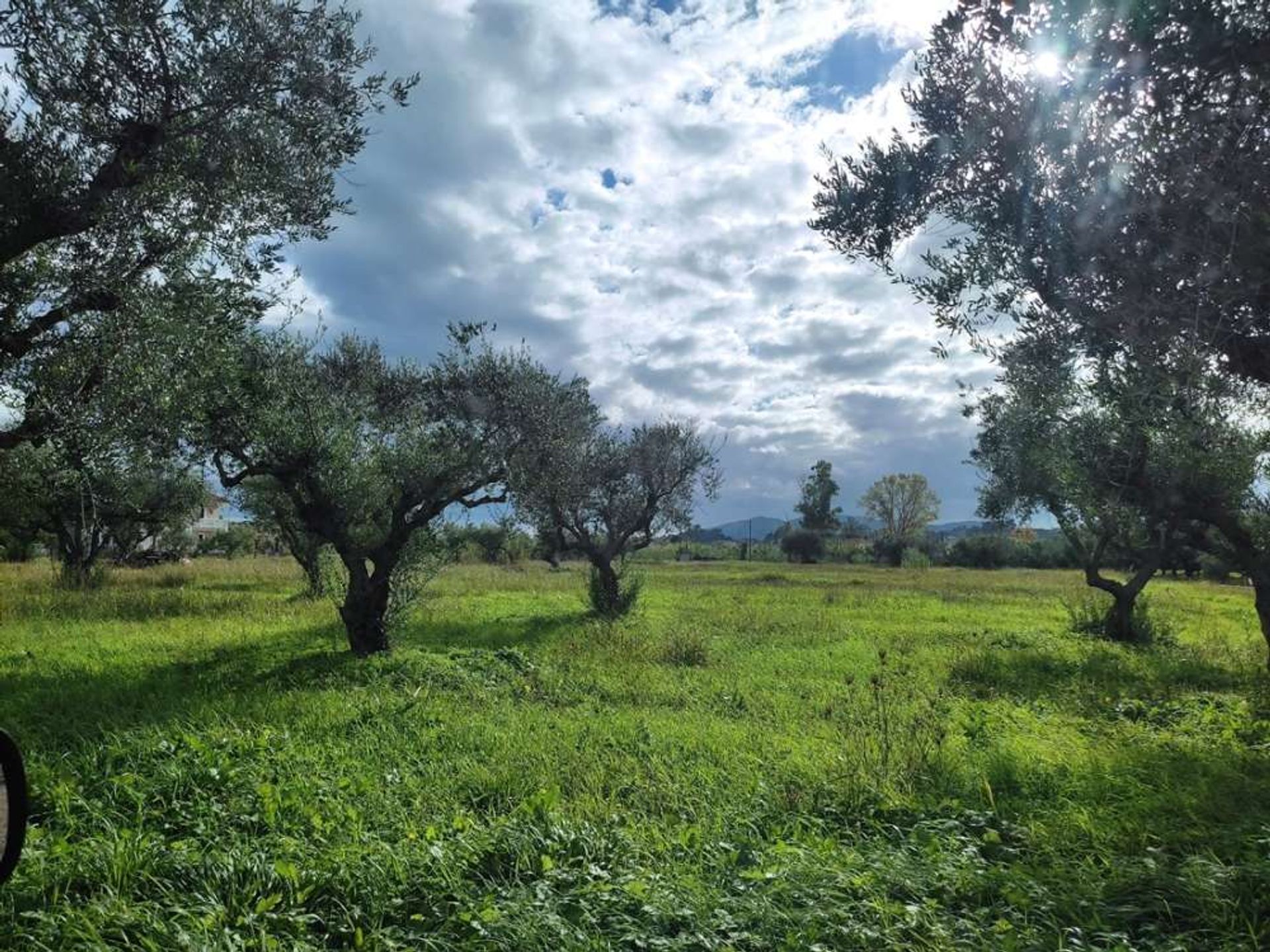 Tierra en bochalí, Jonia Nisia 10157531