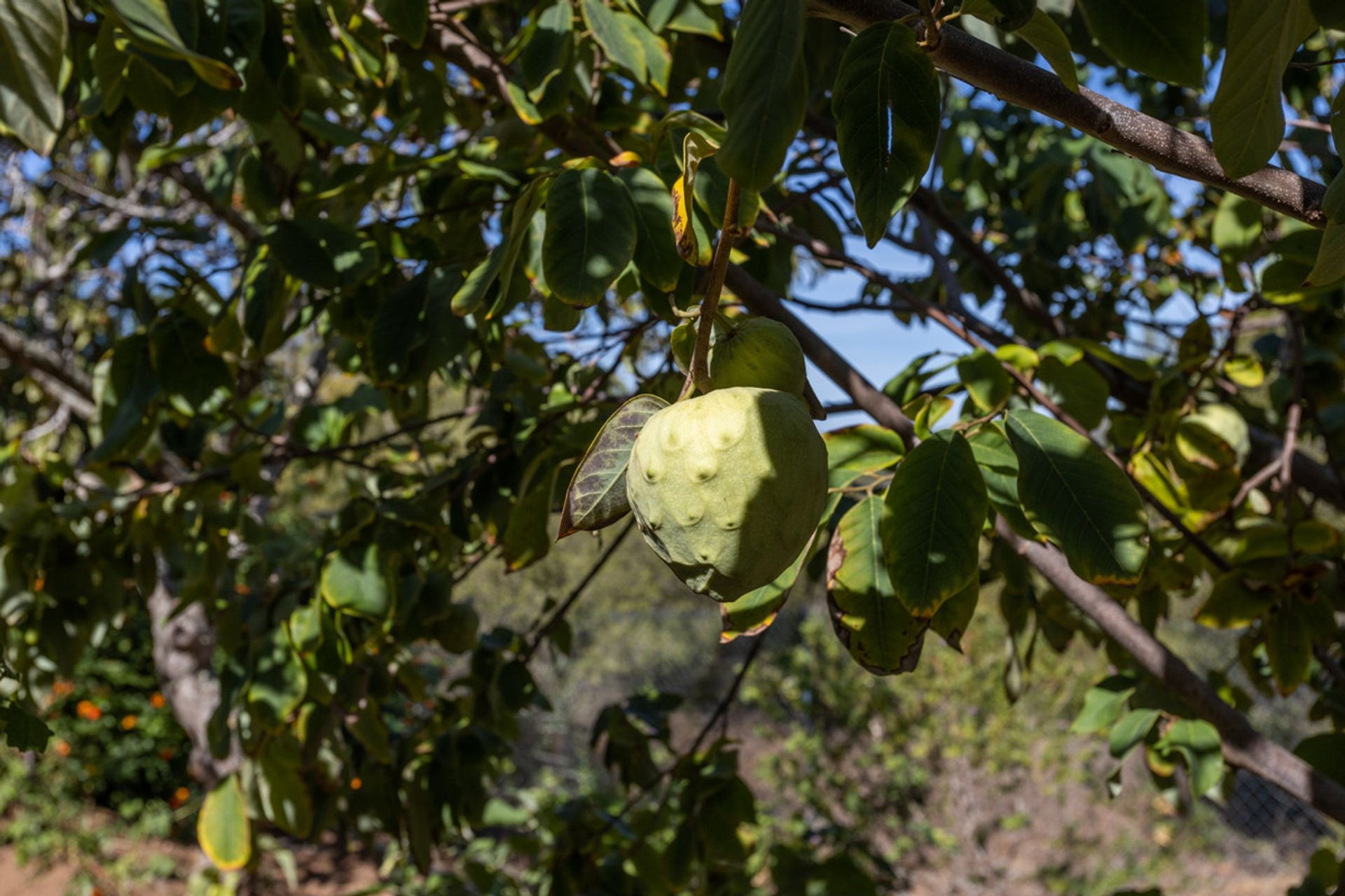 Talo sisään Sotogrande, Andalusia 10164107