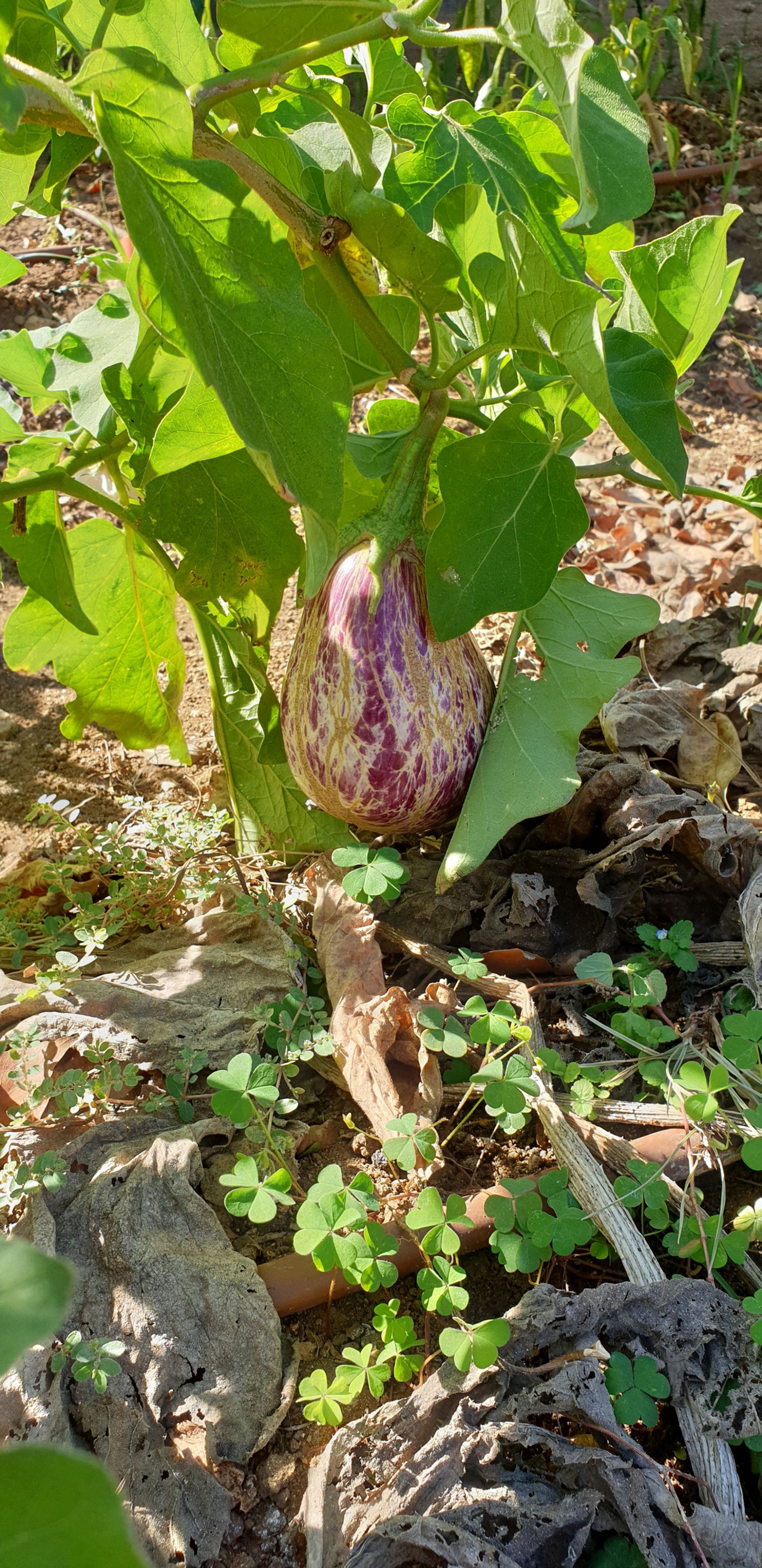 Talo sisään Sotogrande, Andalusia 10164107