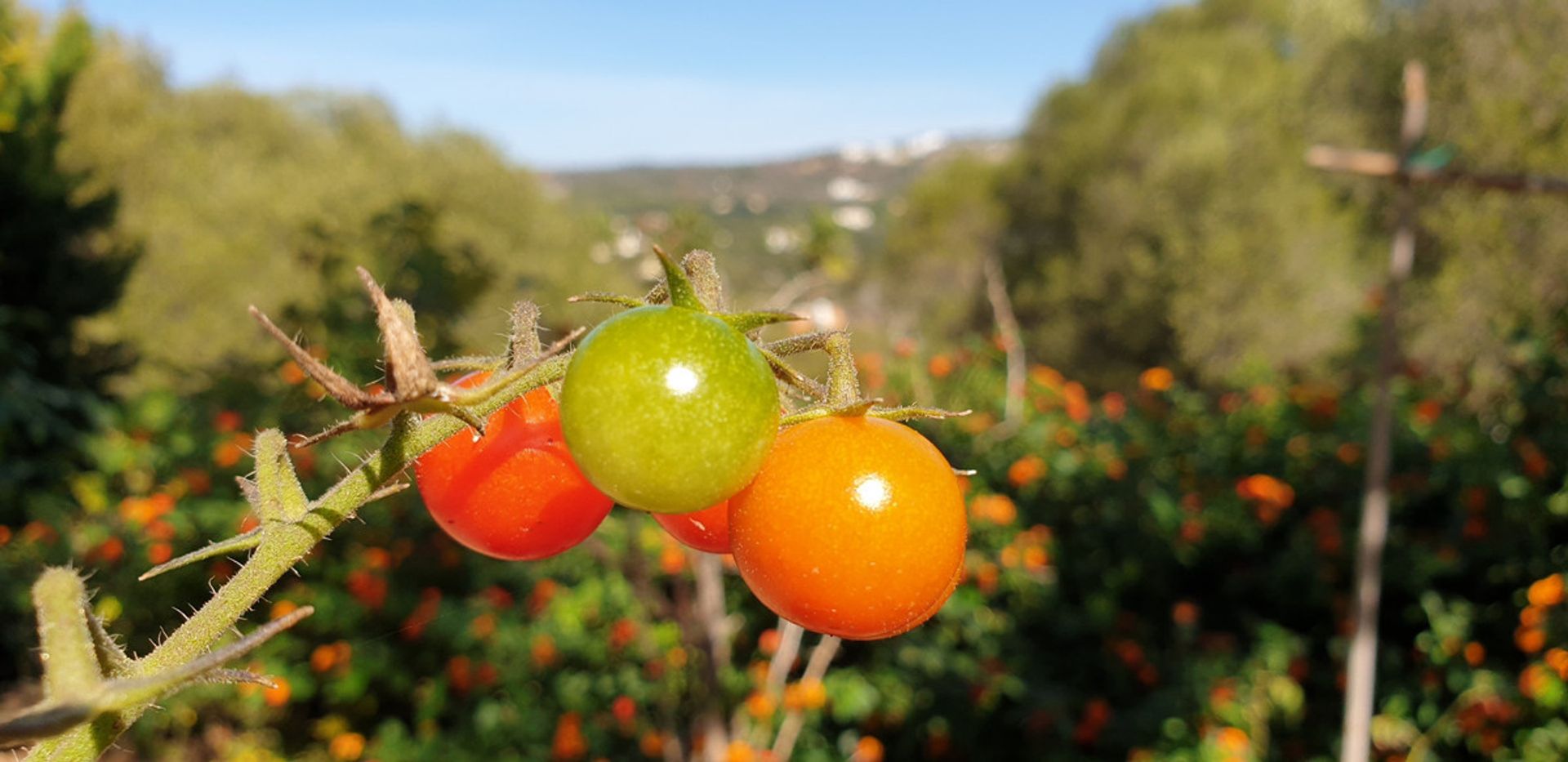 Talo sisään Sotogrande, Andalusia 10164107