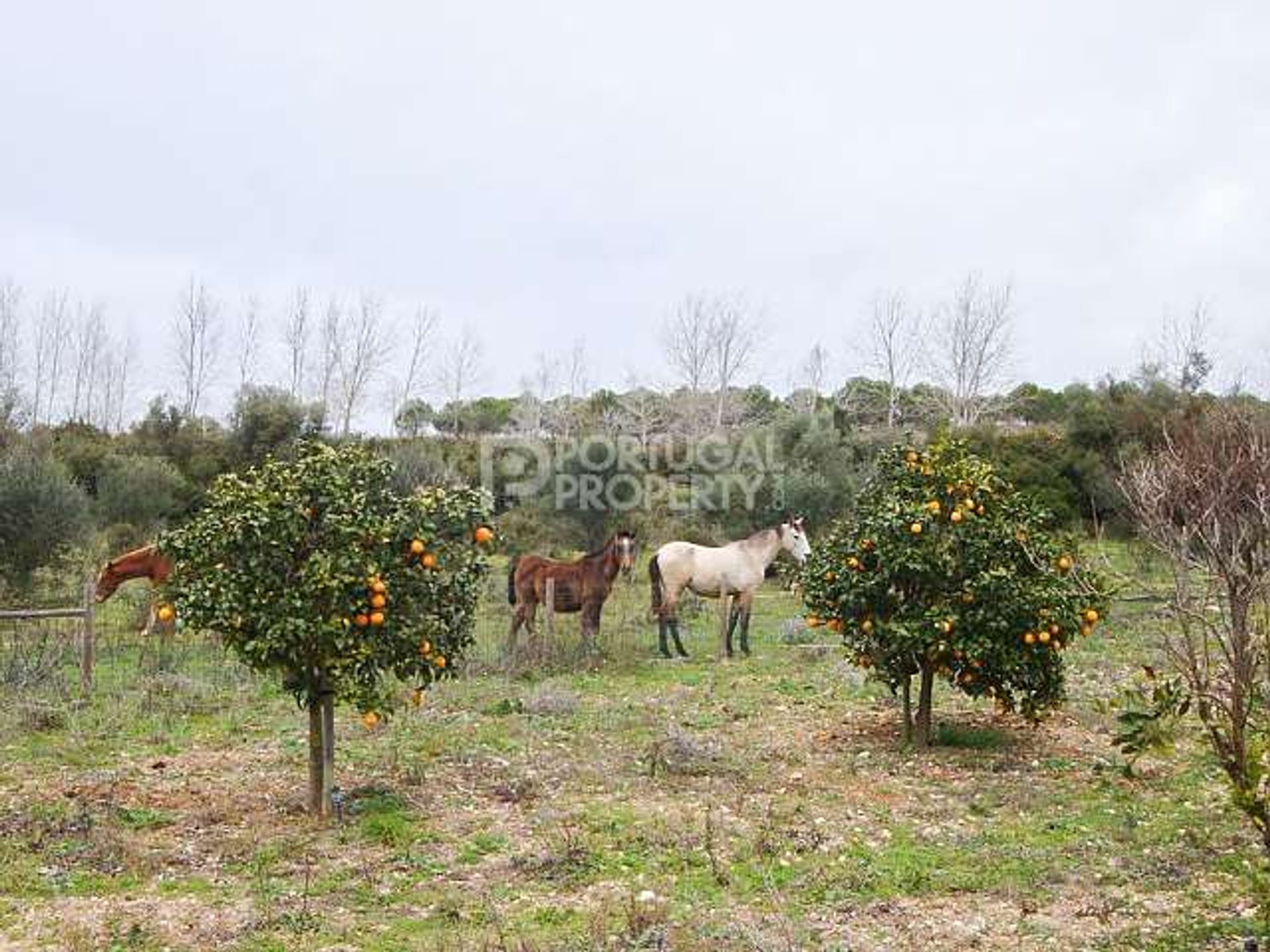 Rumah di Azeitão, Setubal 10166590