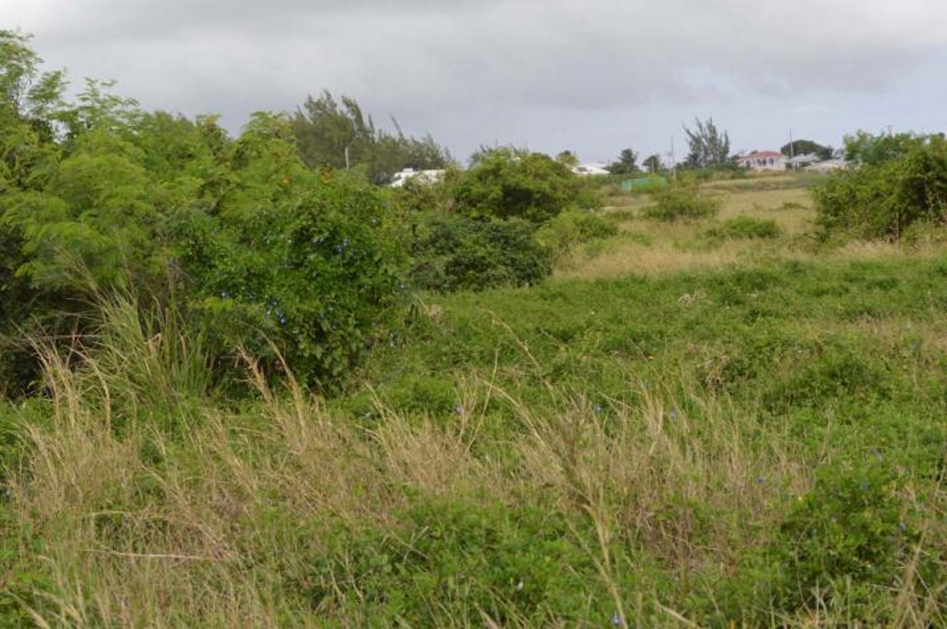 Land i Lucas Street, Saint Philip 10168702