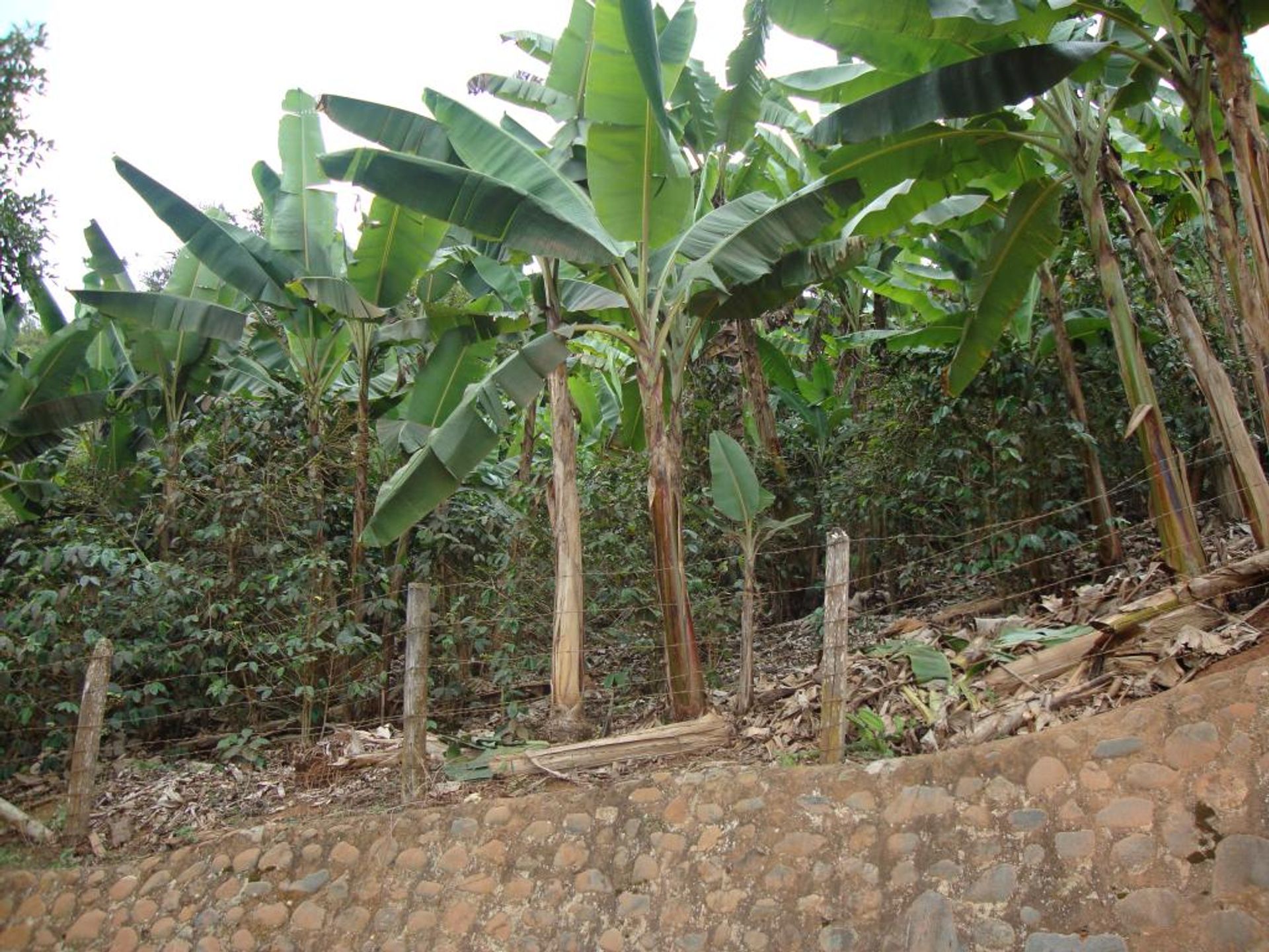 Terre dans El Placer, Vallée du Cauca 10171054