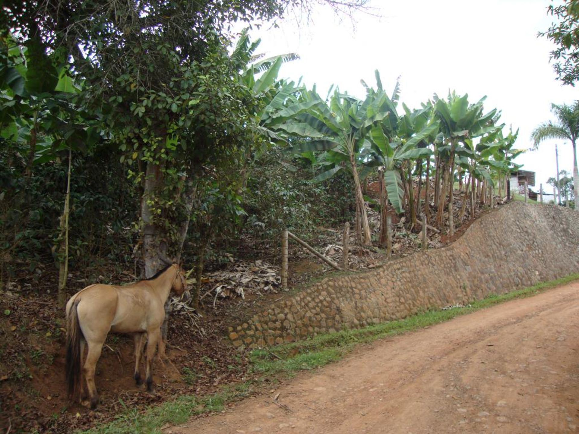 Terre dans El Placer, Vallée du Cauca 10171054