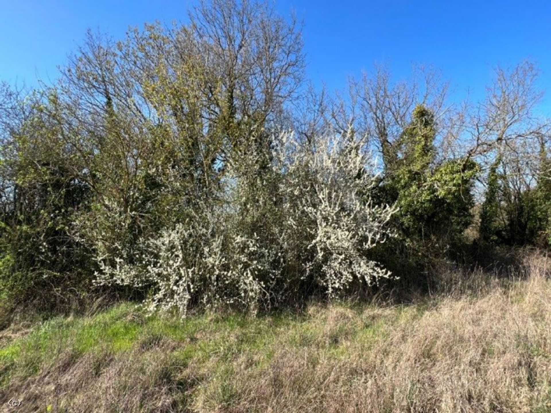 Земля в Verteuil-sur-Charente, Nouvelle-Aquitaine 10171689