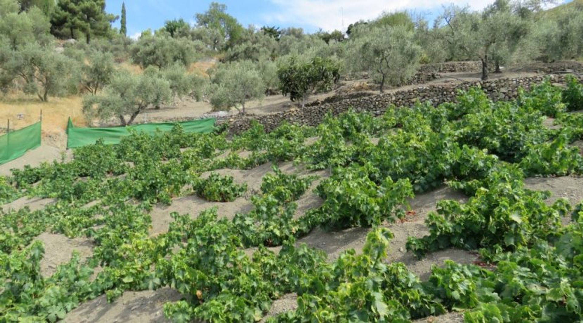 rumah dalam Cómpeta, Andalusia 10175414