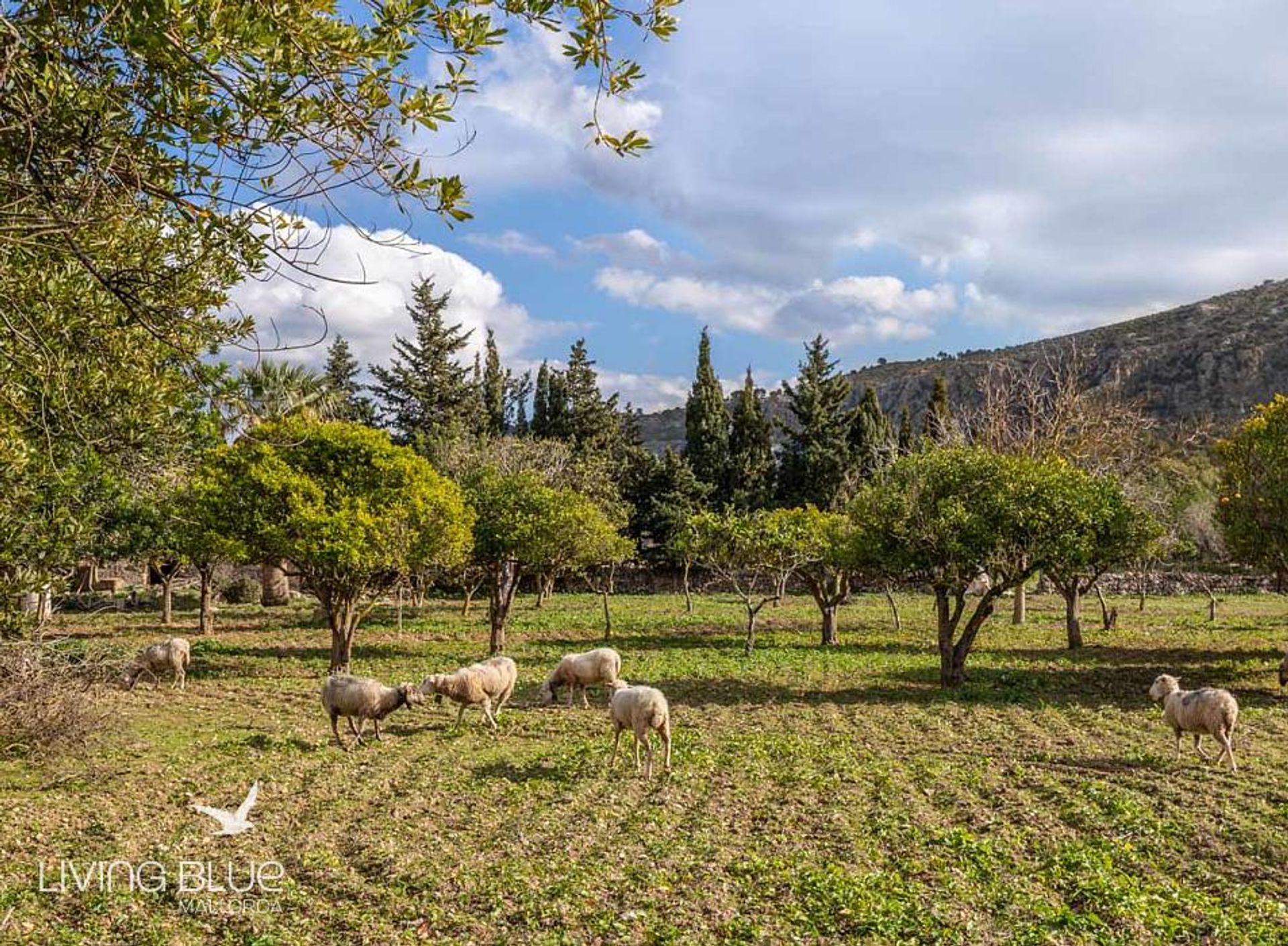 rumah dalam Pollença, Balearic Islands 10175850