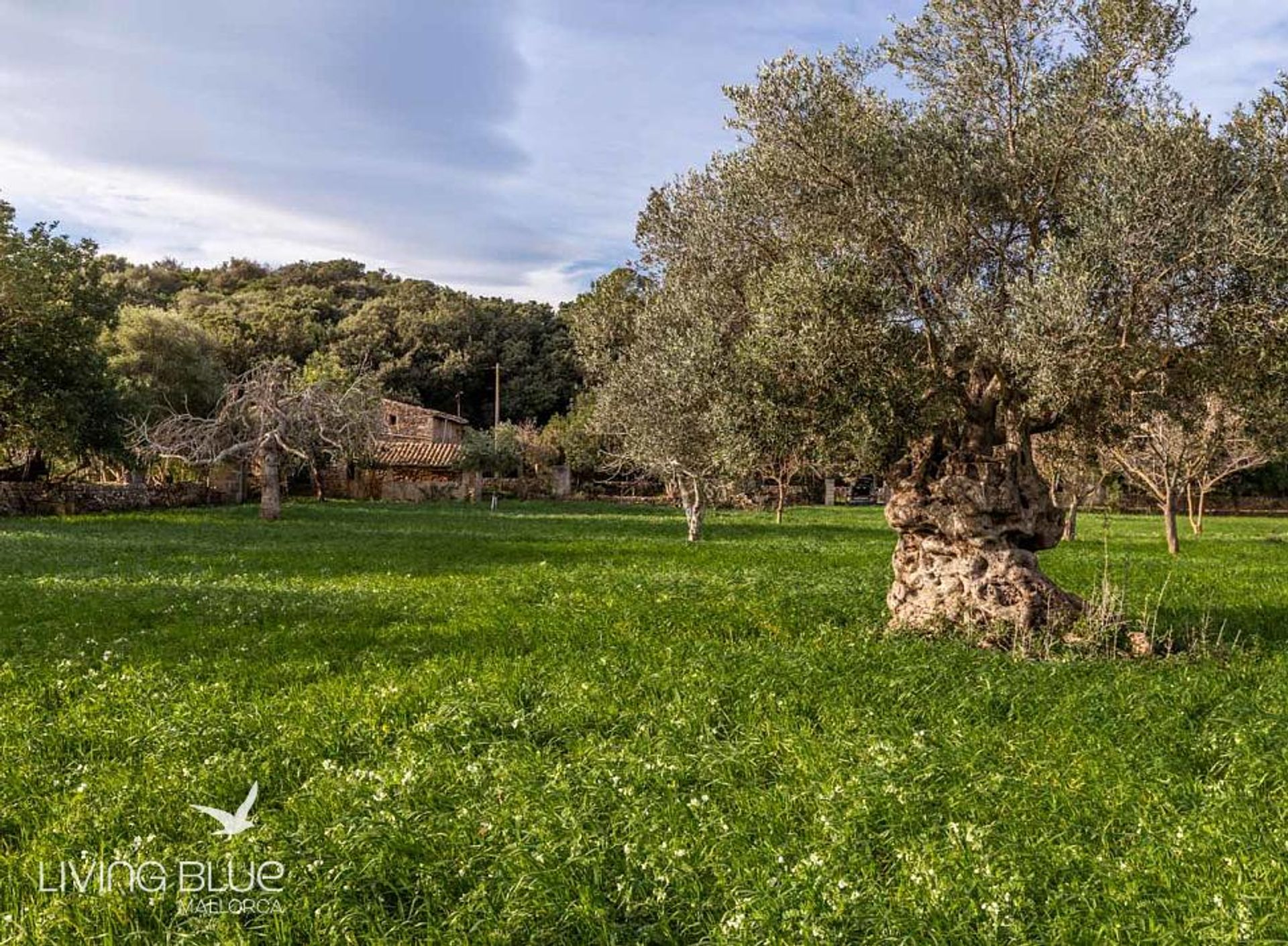 Andet i Pollença, Balearic Islands 10176114