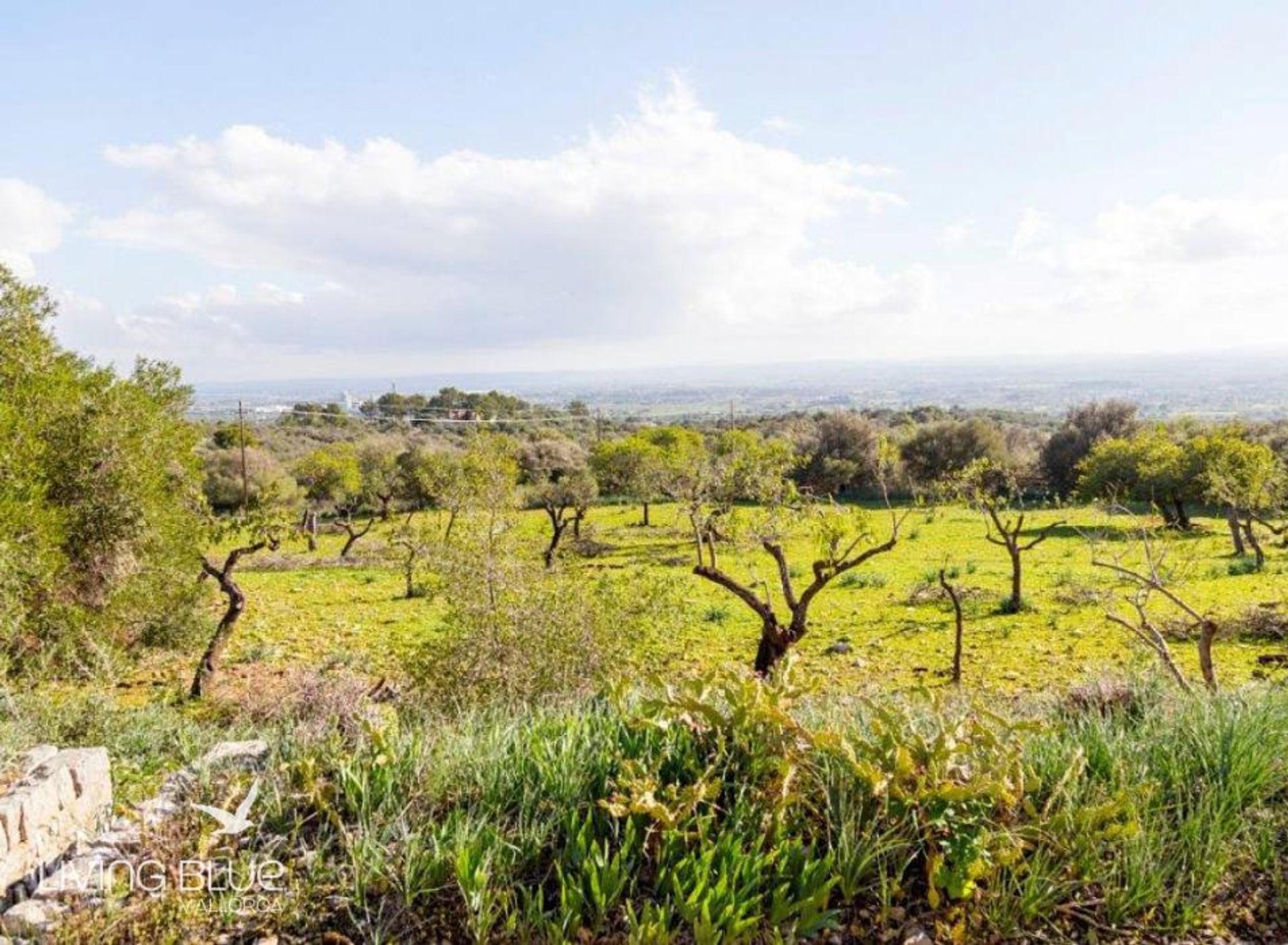 Casa nel Binissalem, Balearic Islands 10176143