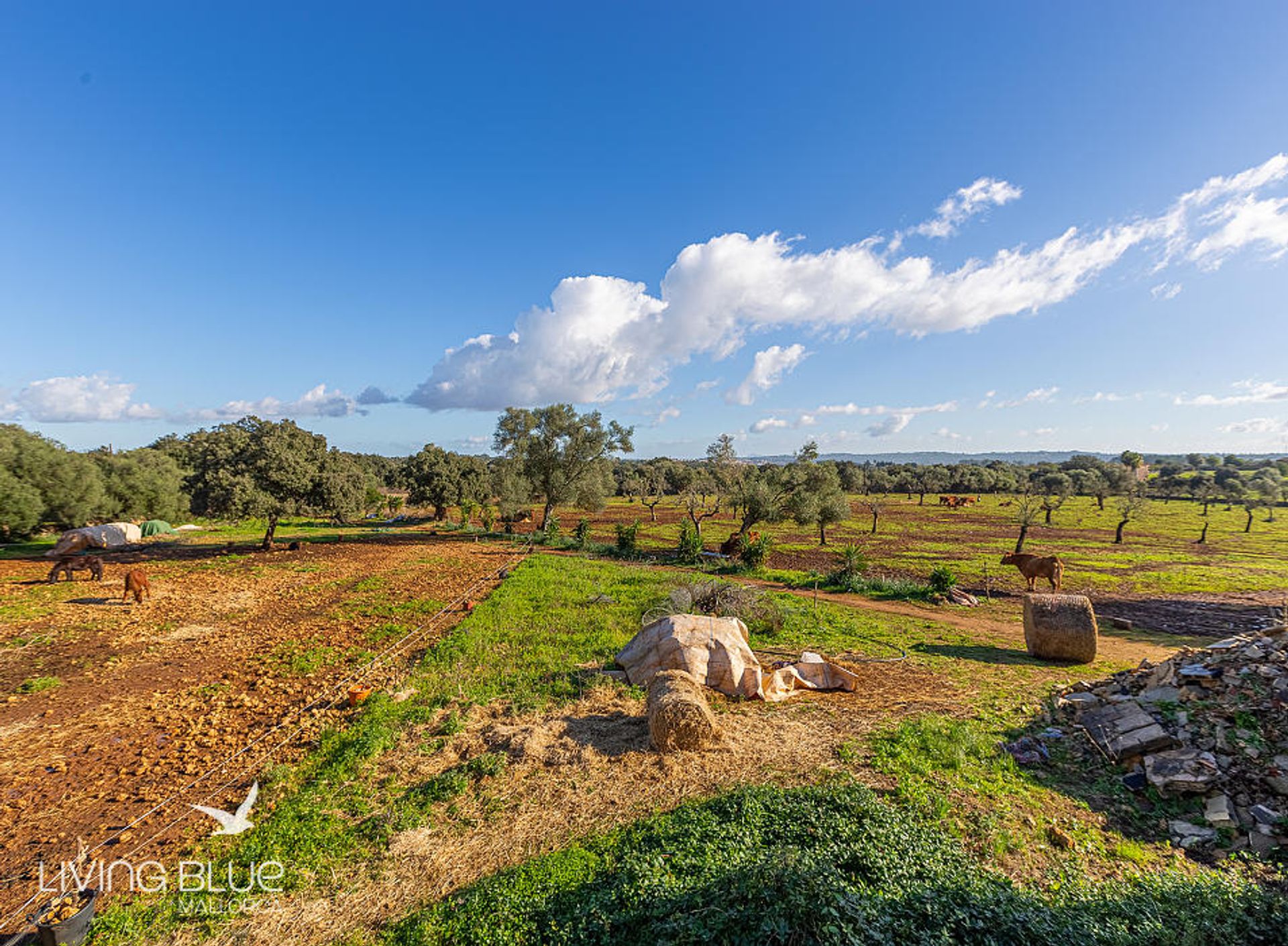 Andere in Llubí, Balearic Islands 10176256