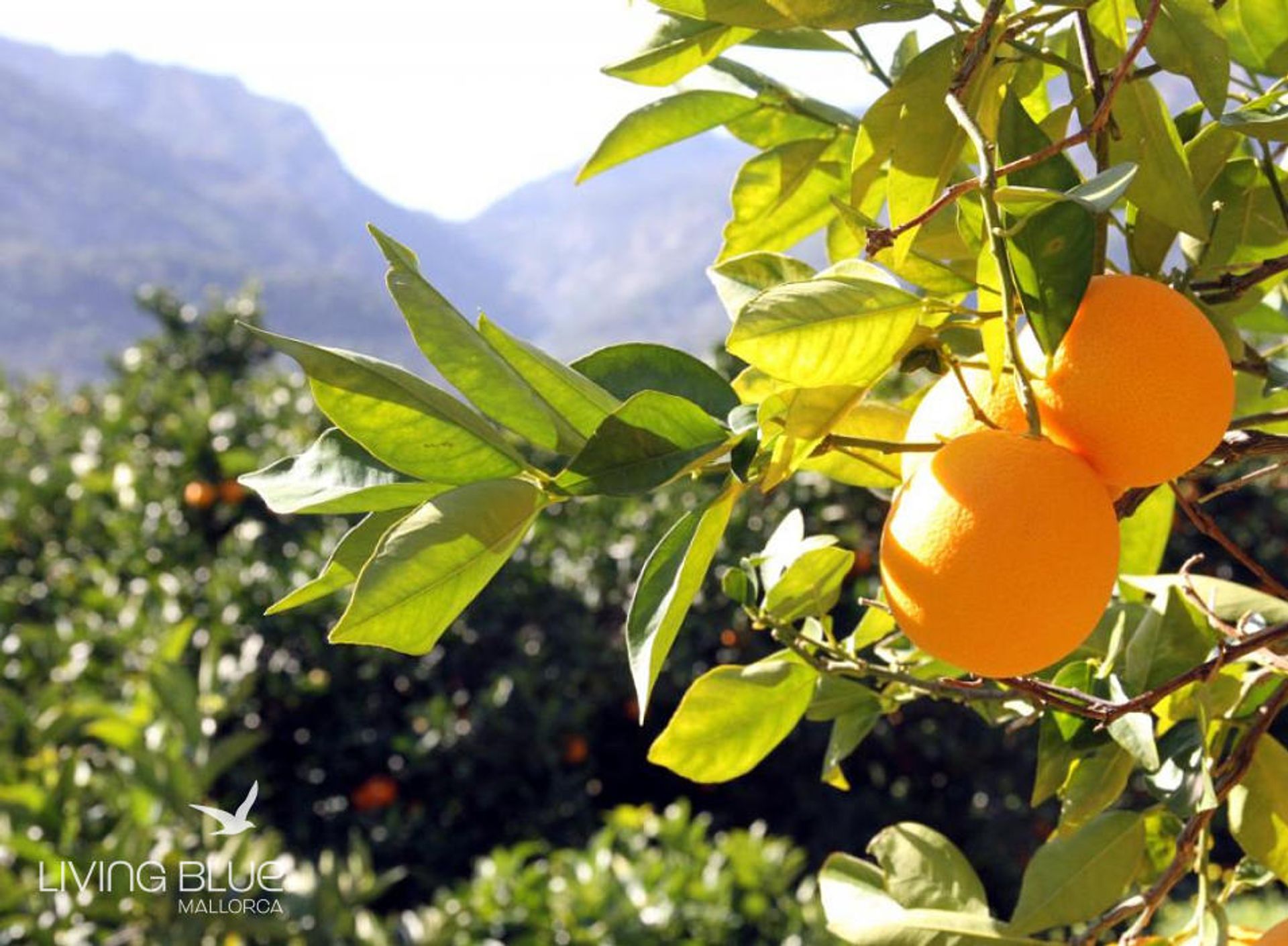 其他 在 Sóller, Balearic Islands 10176354