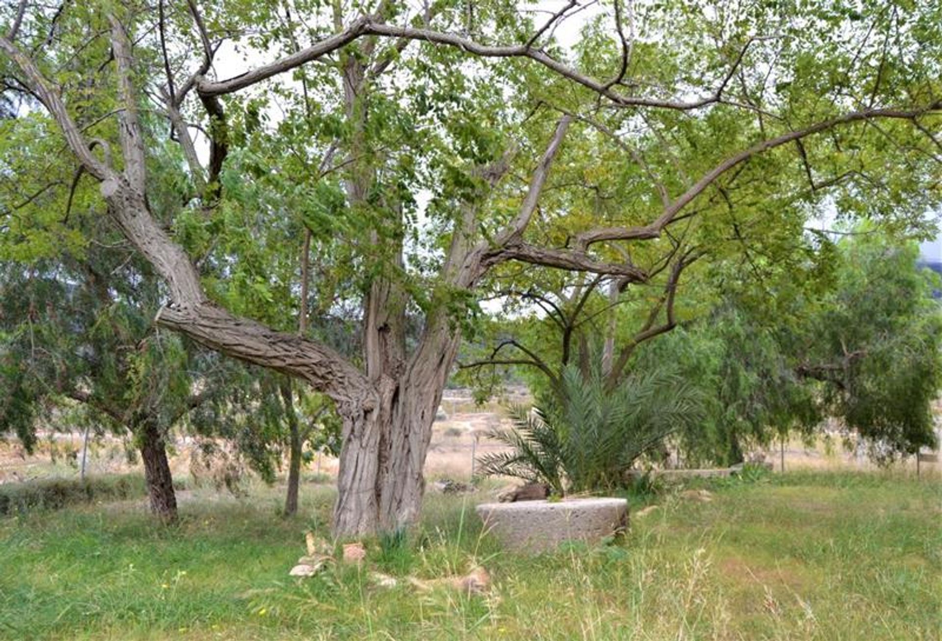 بيت في La Romana, Alicante, Valencian Community 10177545