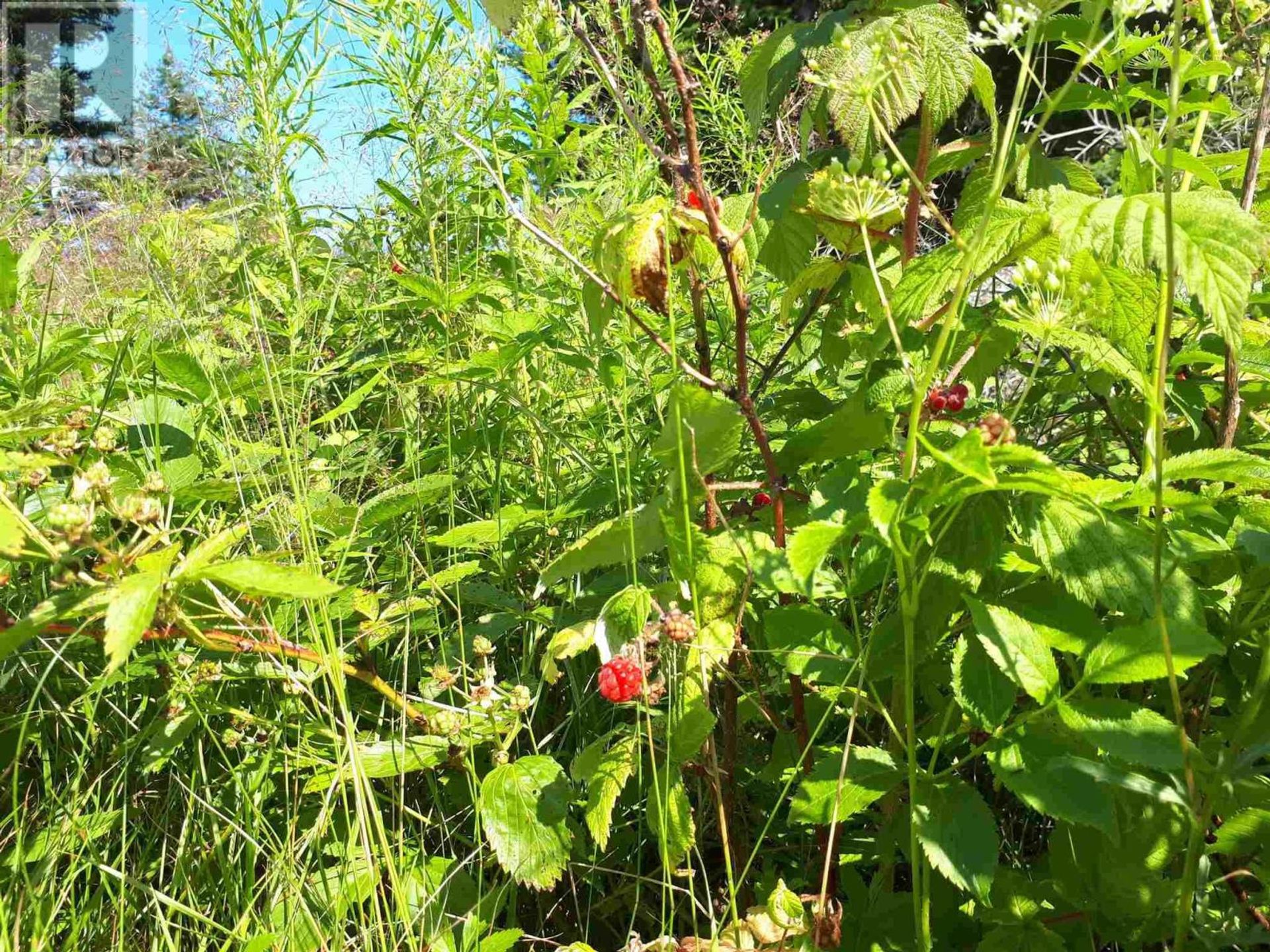 Tierra en D'Escousse, Nova Scotia 10180575