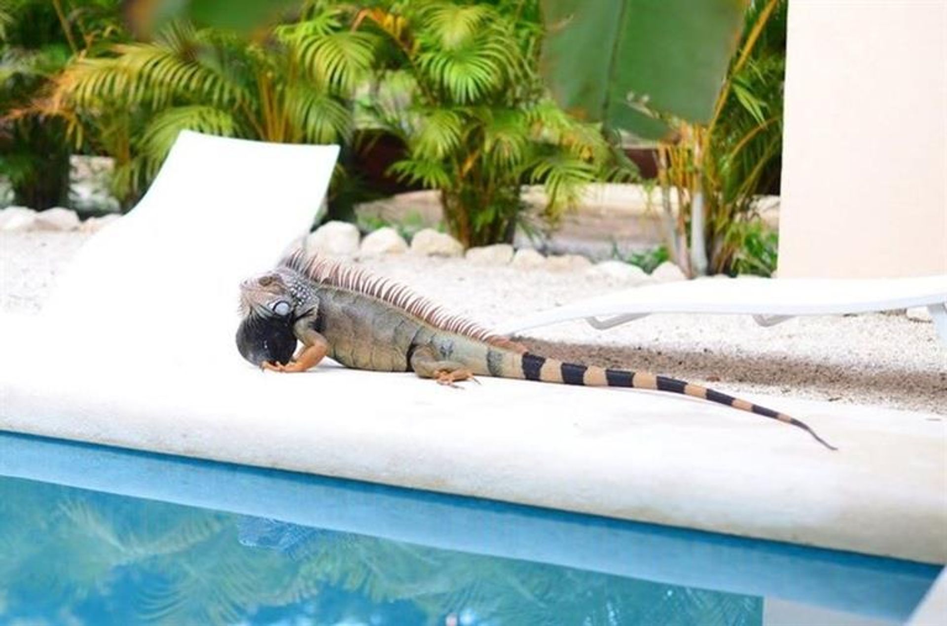 Condominium dans Sámara, Guanacaste Province 10181063