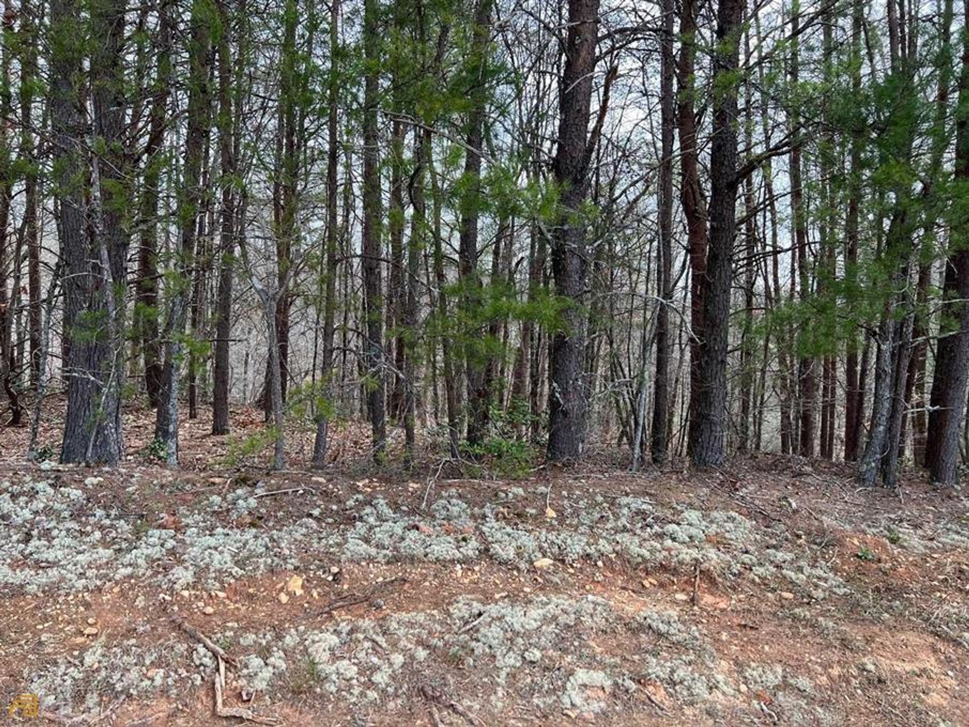 Terre dans Ivylog, Georgia 10181315