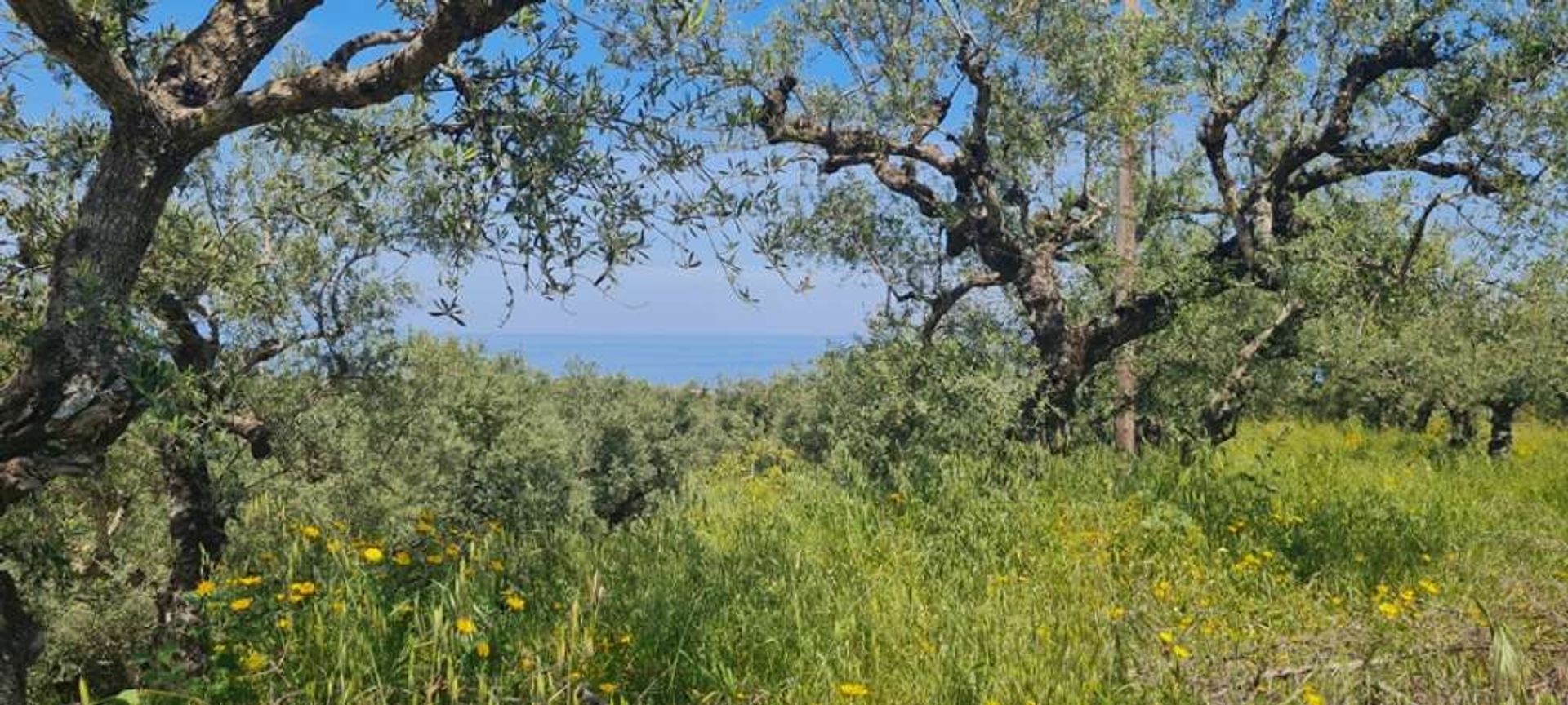 Terra no Zakinthos,  10191215