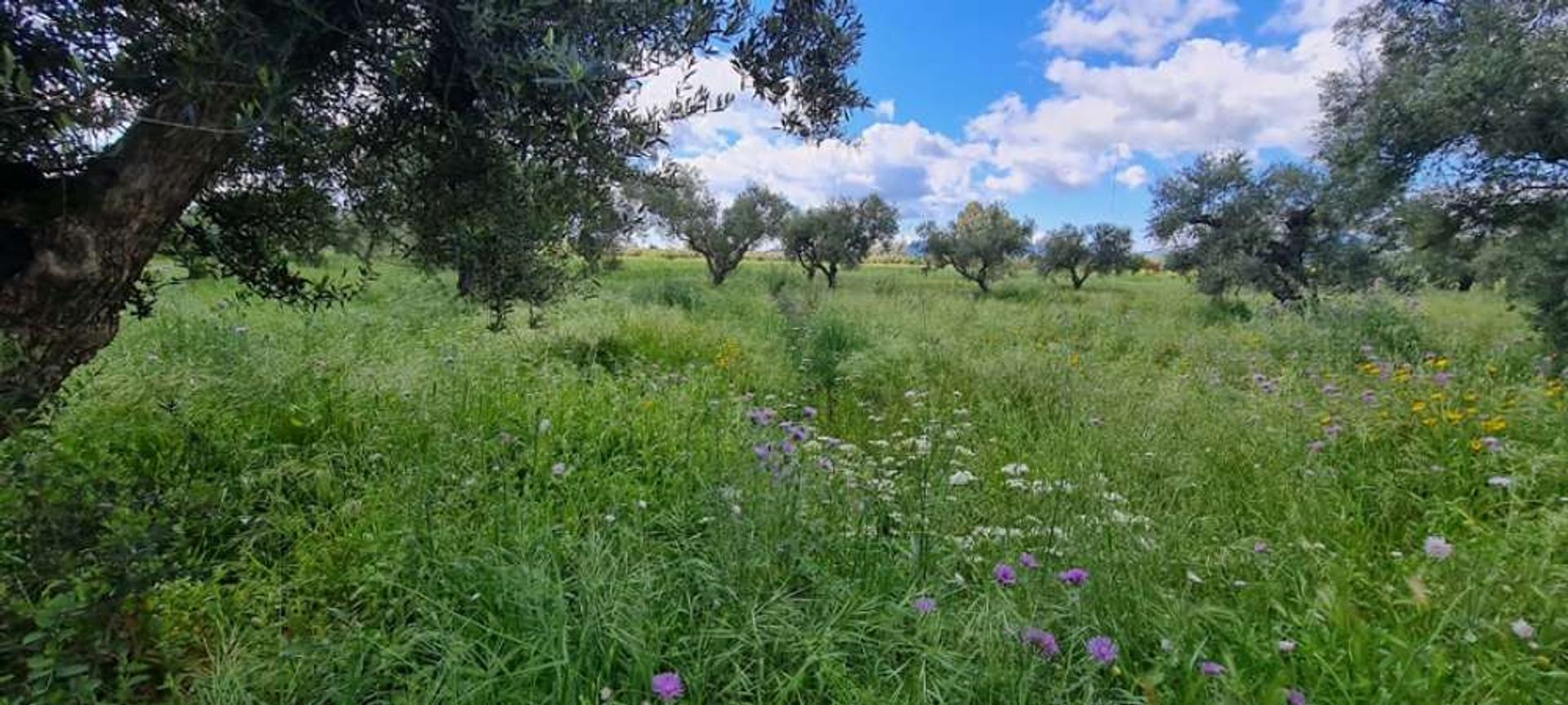 भूमि में Zakinthos,  10191219