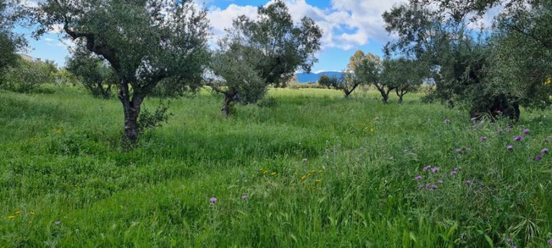 Land im Zakinthos,  10191219