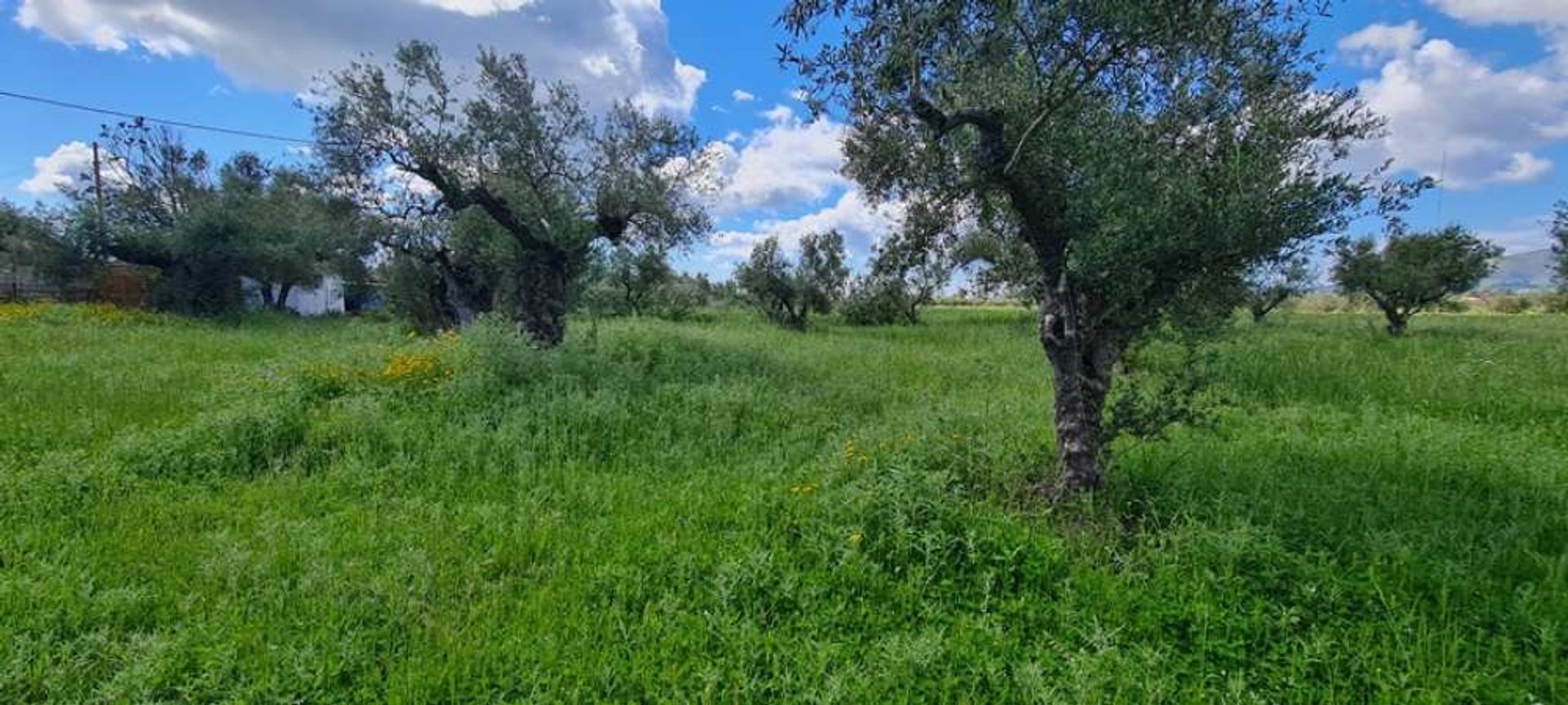 Terra no Zakinthos,  10191219