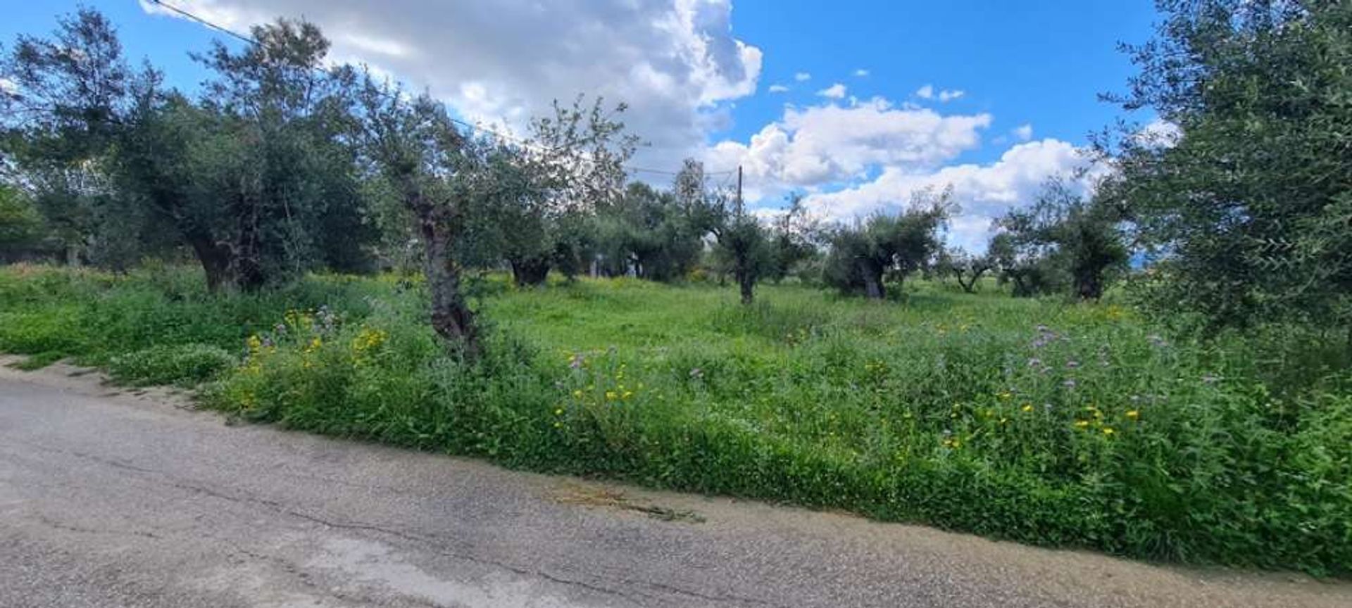 Terra no Zakinthos,  10191219