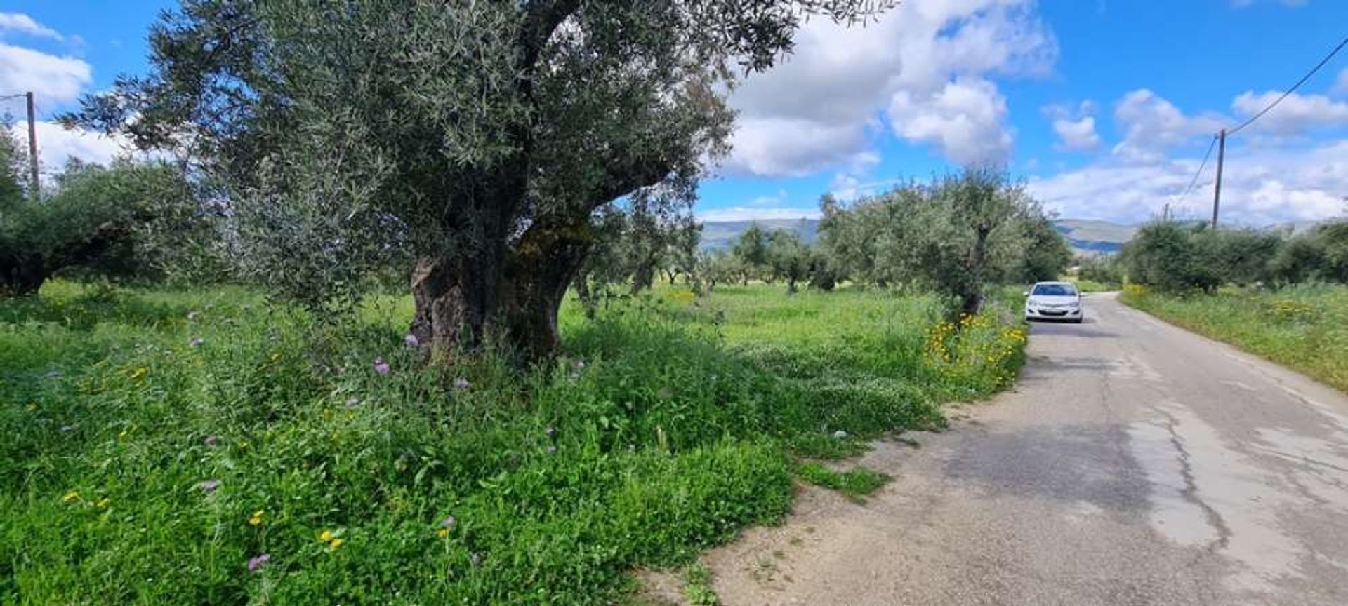 ארץ ב בוצ'אלי, יוניה ניסיה 10191219