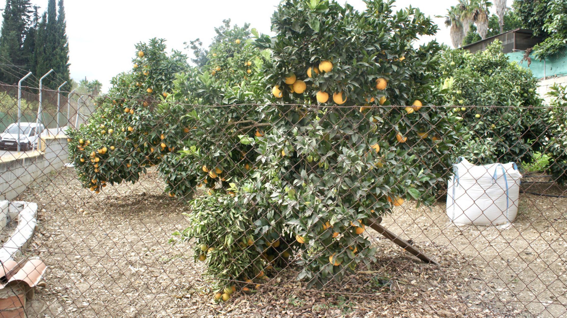 בַּיִת ב Alhaurín de la Torre, Andalucía 10196369