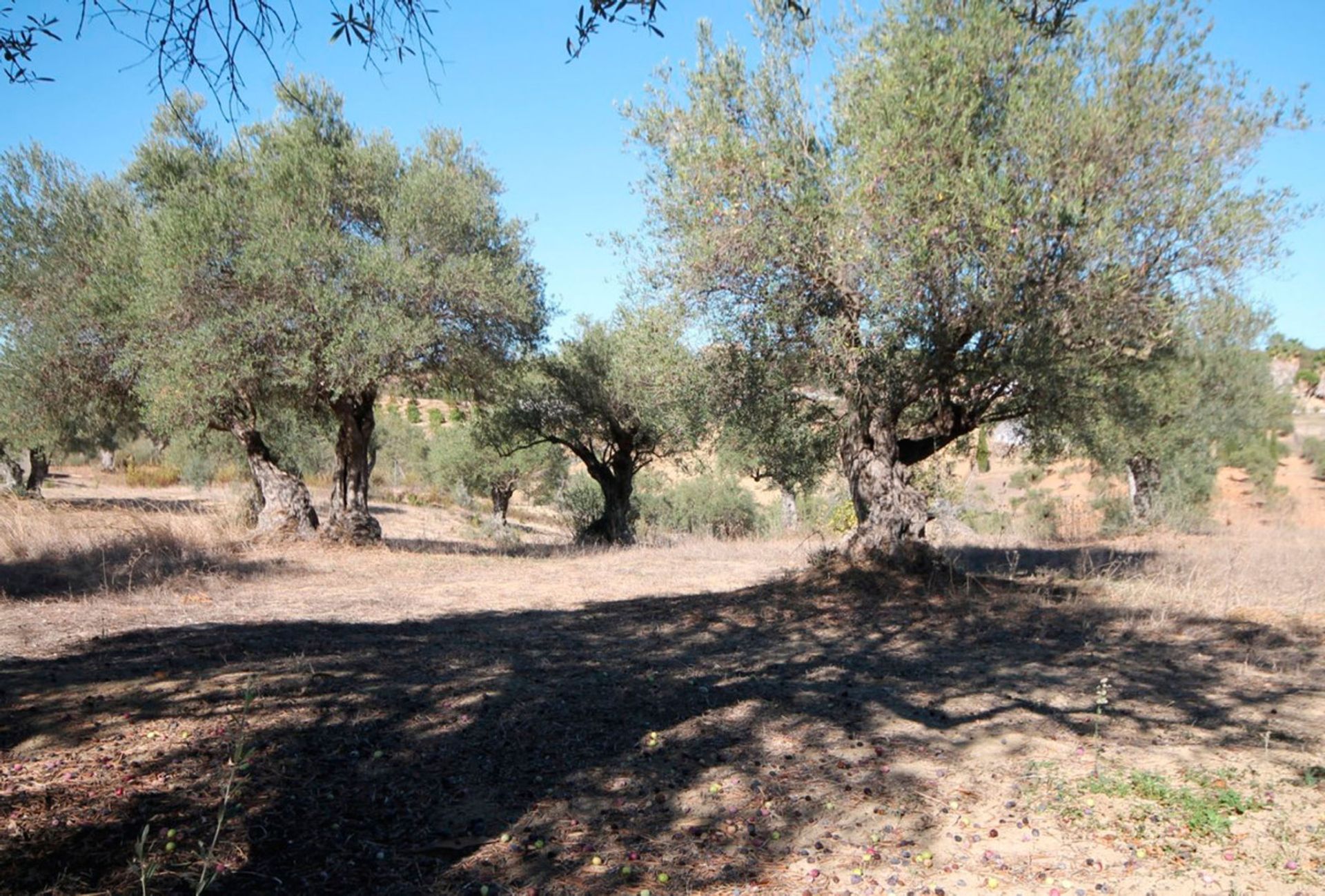 rumah dalam Alhaurín el Grande, Andalucía 10196489