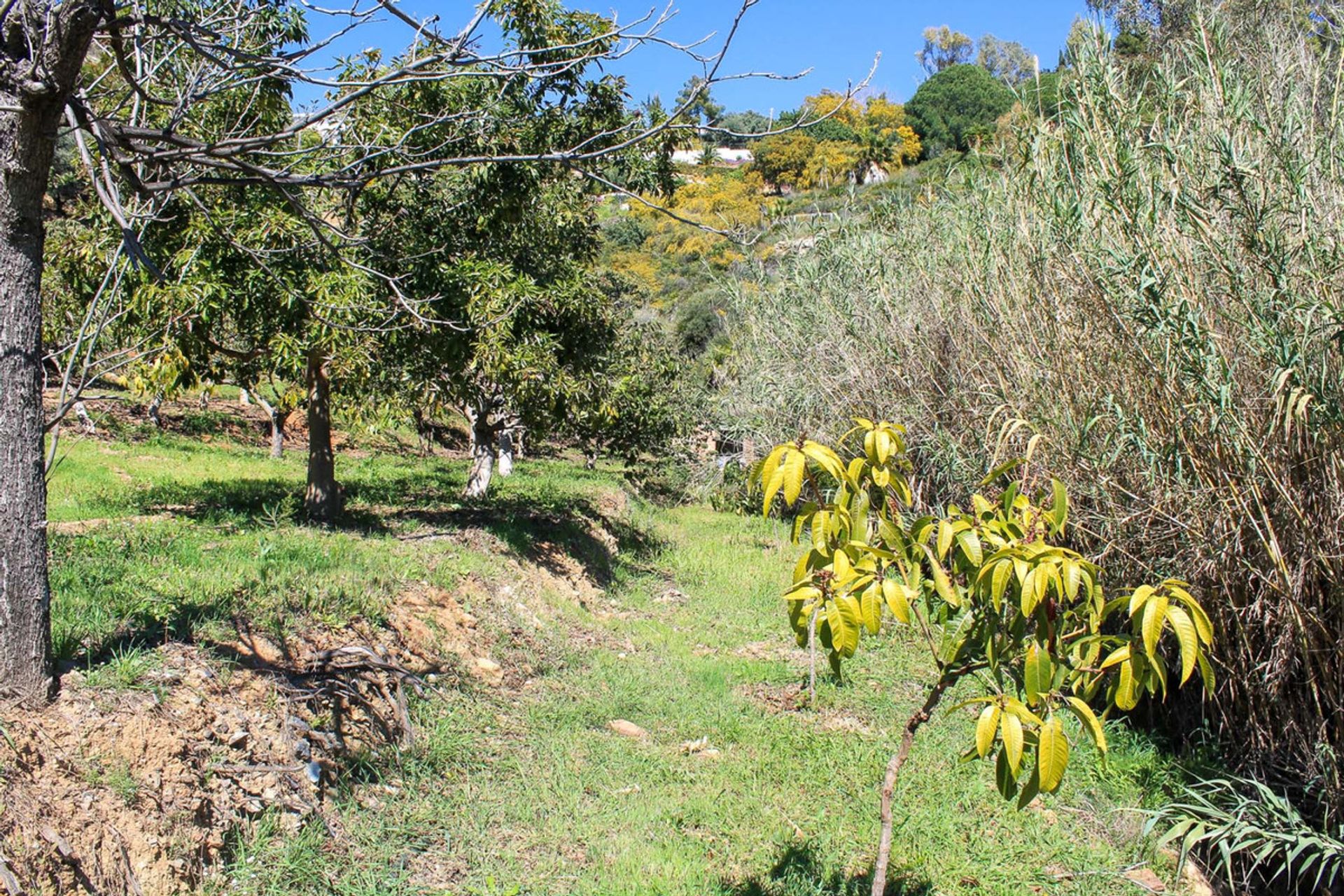 Maa sisään Mijas, Andalusia 10201189