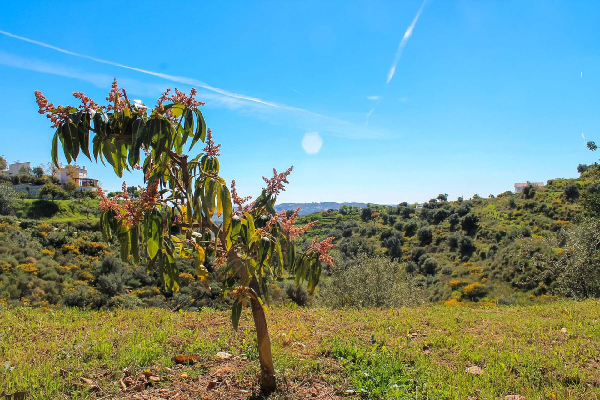 भूमि में मिजस, Andalusia 10201189