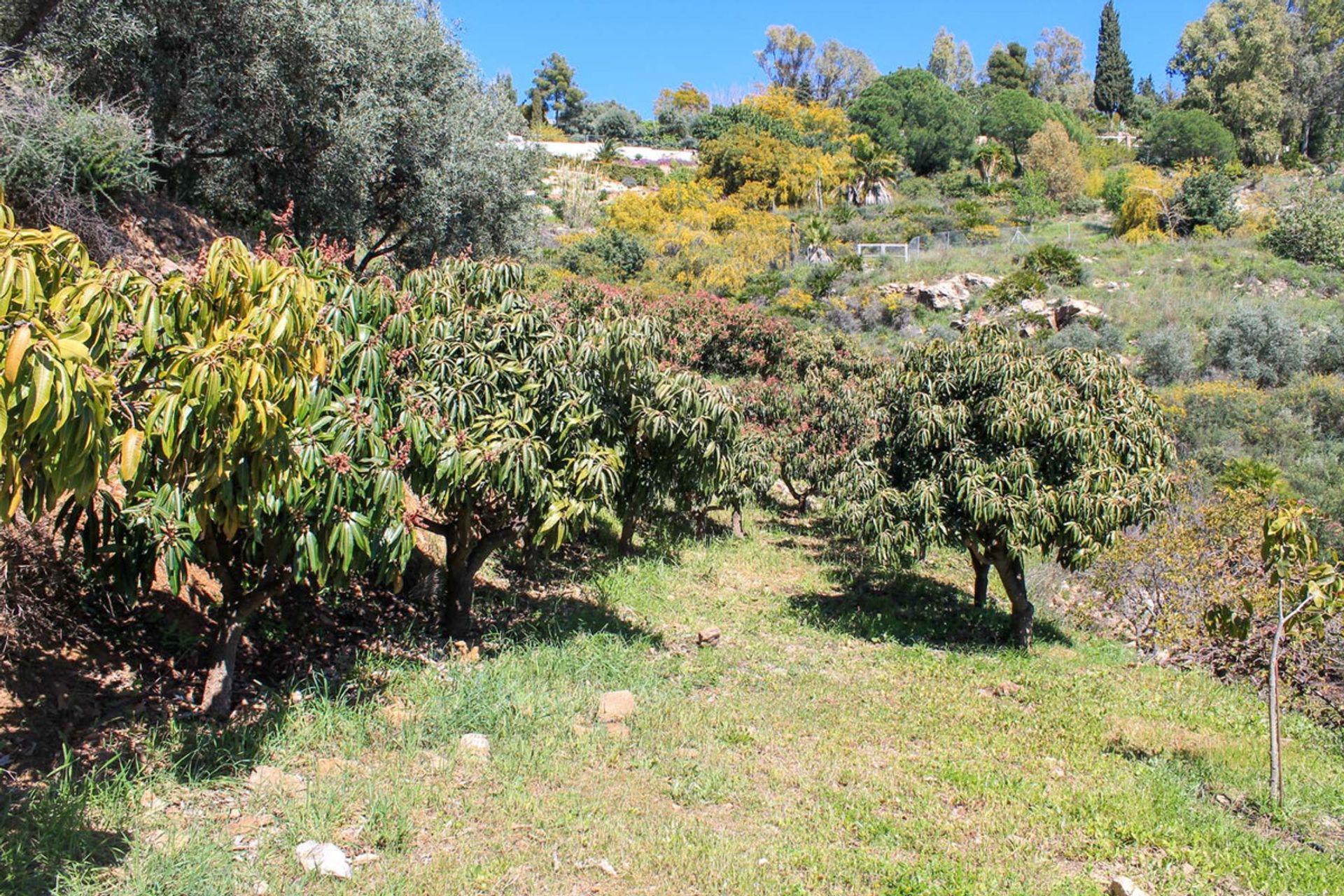 ארץ ב Mijas, Andalusia 10201189