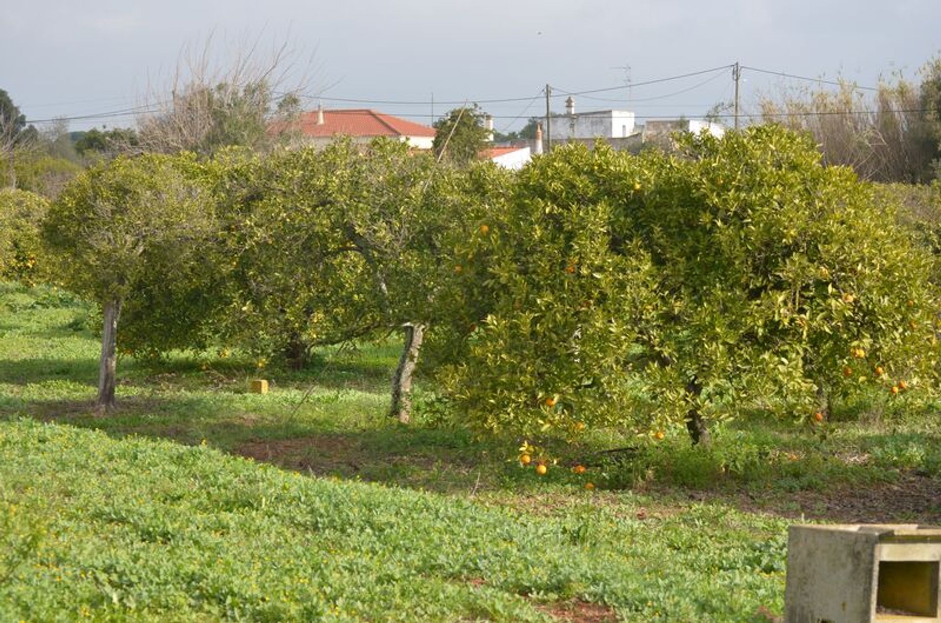 Wylądować w Moncarapacho, Faro 10202974