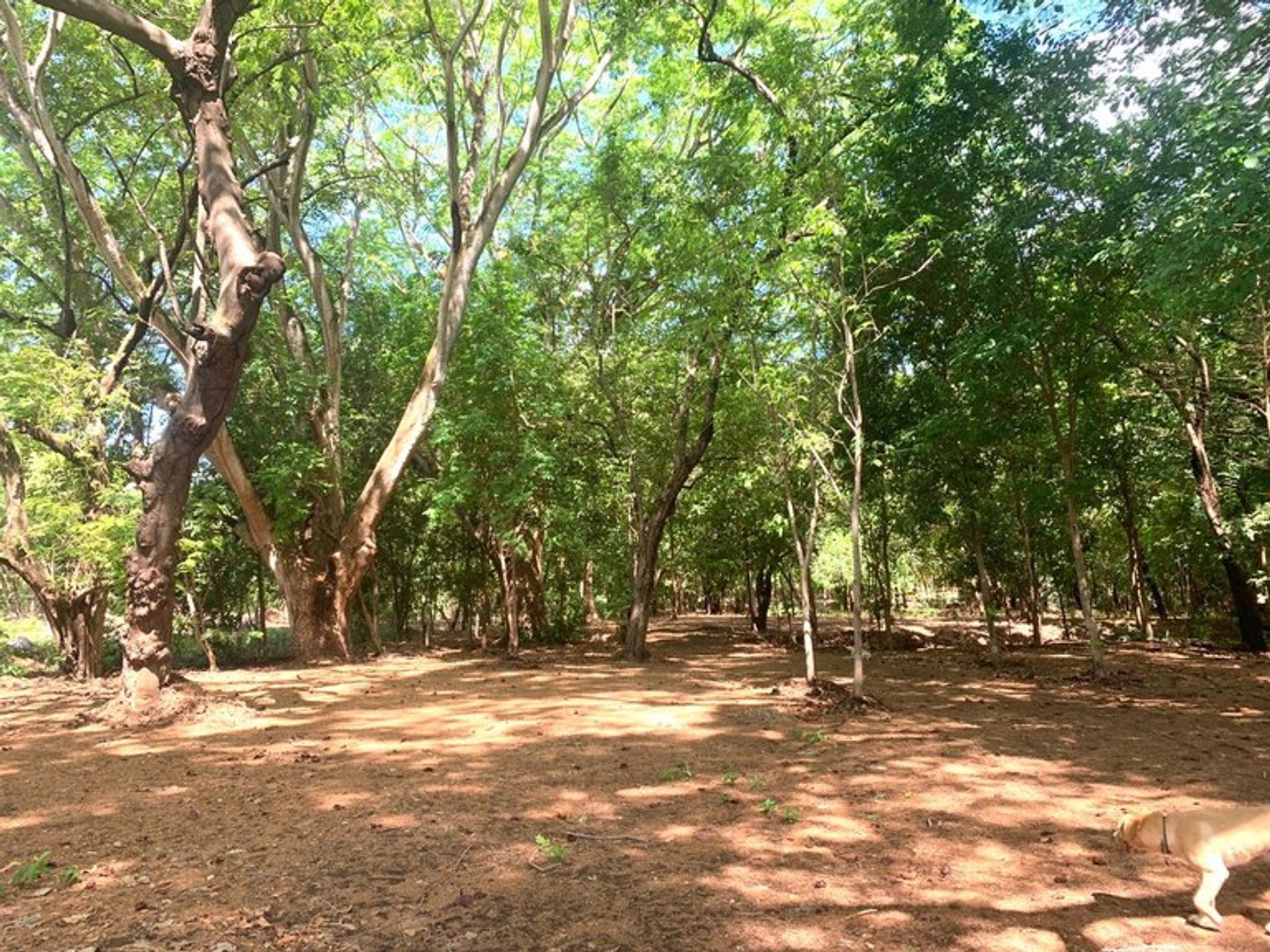 Borettslag i Ángeles, Guanacaste 10205998